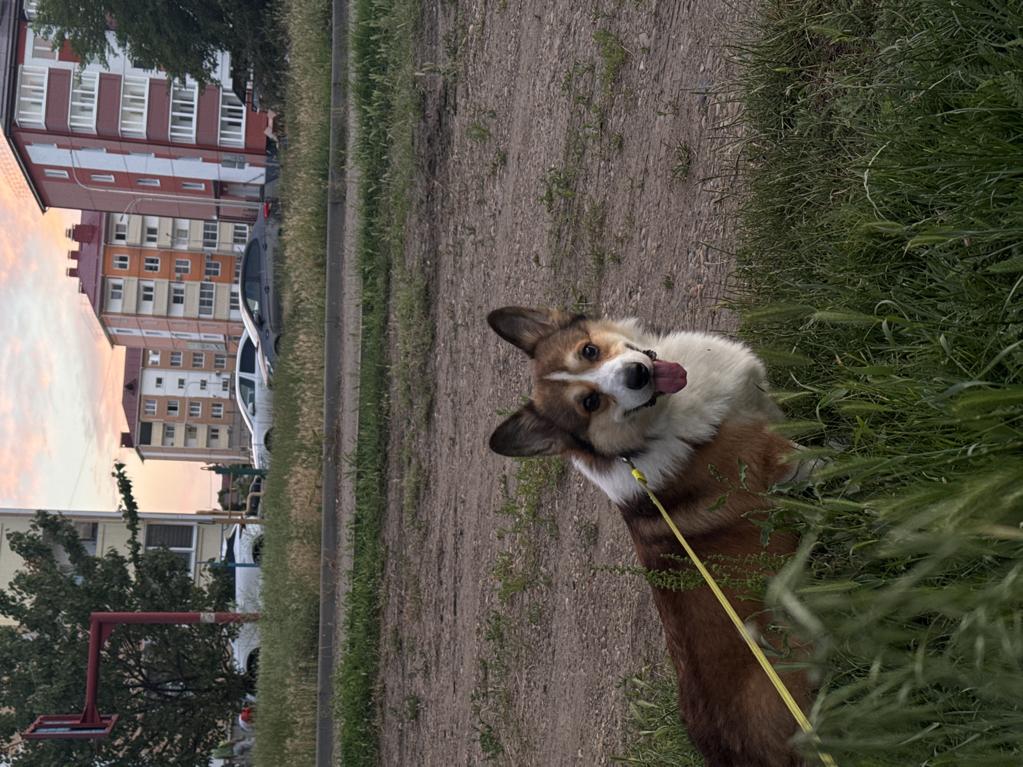 A corgi dog with brown and white fur is on a yellow leash in the foreground, lying on the ground with its tongue sticking out. The dog is positioned in the lower right portion of the frame. Behind the dog, a dirt path leads away from the viewer. In the background, there are several multi-story apartment buildings with various colored facades. A tree with green foliage is visible on the left side of the image. Several cars are parked along the street in front of the buildings. The sky above is filled with a pink and orange sunset. The scene appears to be an urban residential area.