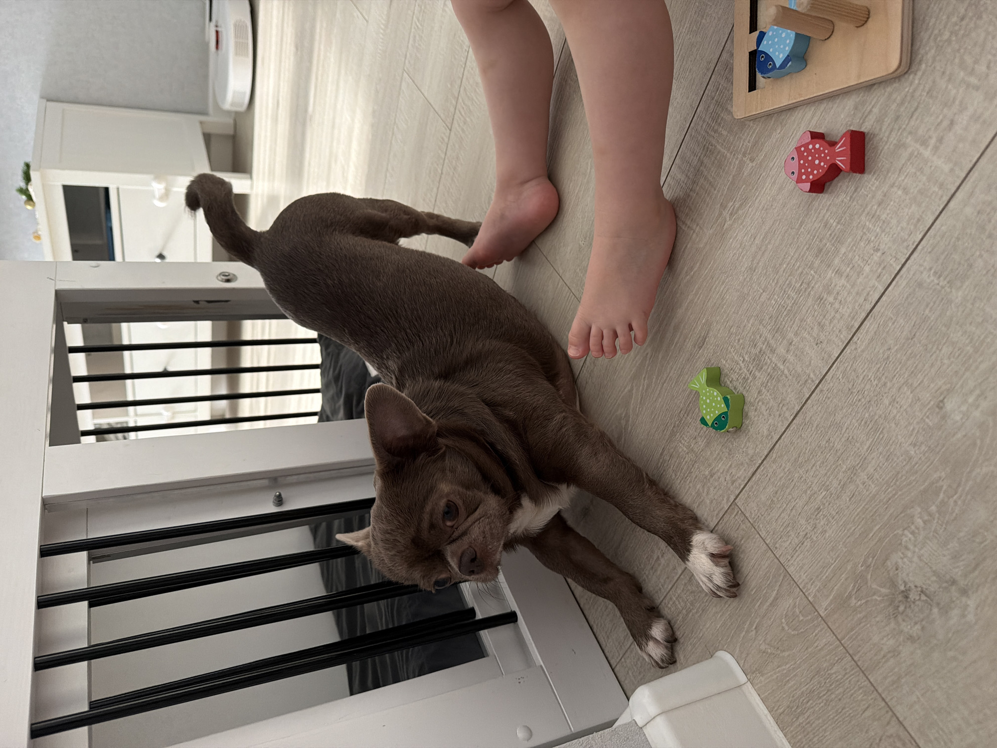 This indoor photograph, taken in Votkinsk, Russia, depicts a relaxed domestic scene featuring a small dog and the legs of a young child. A short-haired, brown dog, likely a Chihuahua, with distinctive white markings on its chest and paws, is stretched out on a light-colored wooden laminate floor. Its head is turned towards the camera, and it appears calm.
Standing next to the dog are the bare legs and feet of a young child, positioned just behind the dog's midsection. Several colorful wooden toys are scattered on the floor, including a red fish with white polka dots, a green fish with white polka dots, and a blue fish attached to a wooden puzzle board.
In the background, a white pet or child safety gate with black horizontal bars is visible, behind which is a white piece of furniture, possibly a dresser or cabinet. A white robotic vacuum cleaner is also seen on the floor in the distance. The lighting suggests daytime. The image captures a peaceful moment between a pet and a child in what appears to be a comfortable home setting. There is no visible text.