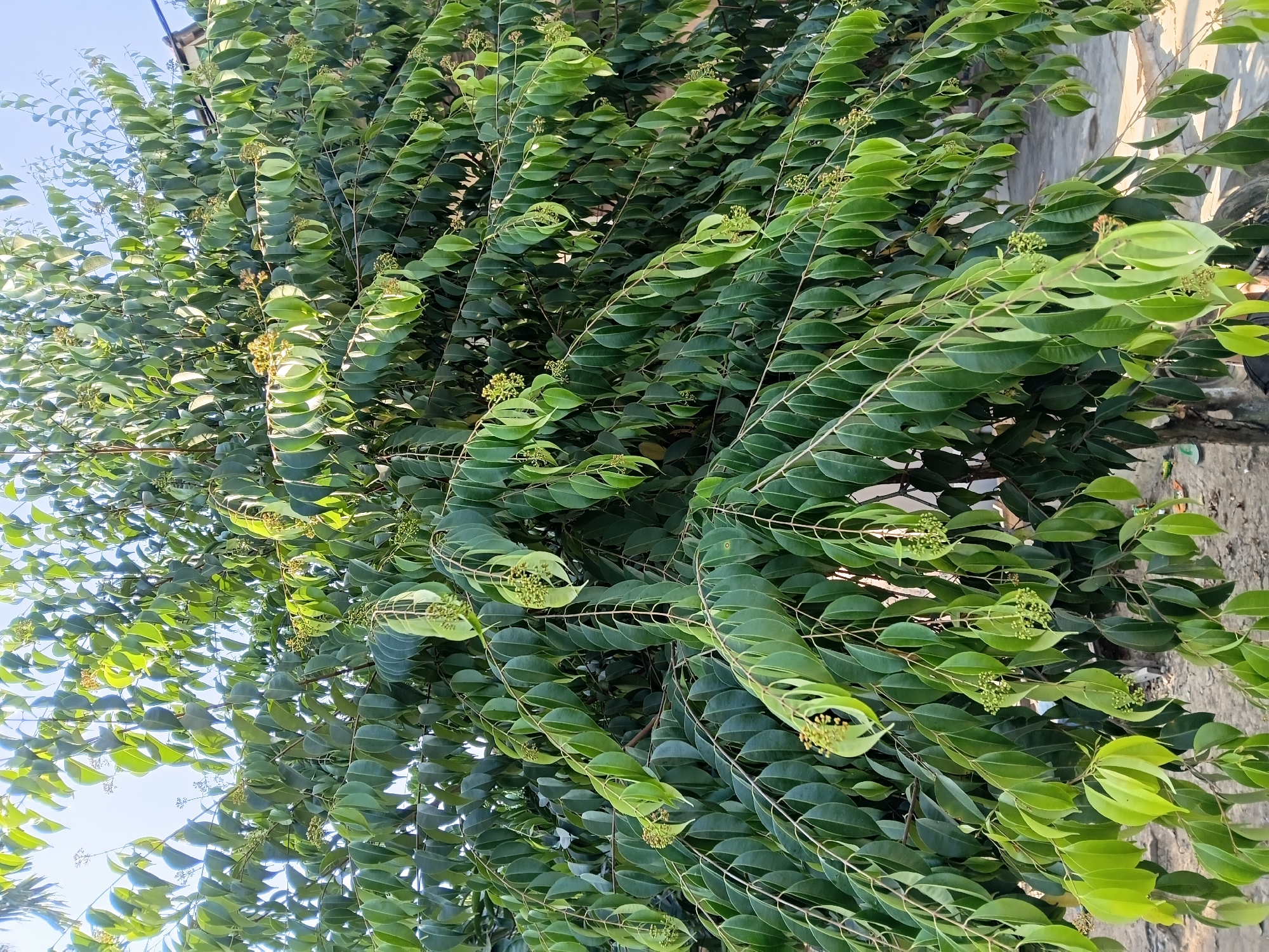 The image shows a dense tree with lush green foliage and small clusters of light green buds or flowers. The branches are laden with numerous oval-shaped leaves, many of which are drooping. The lighting suggests it is daytime, with sunlight filtering through the leaves. In the background, a blurred glimpse of a paved surface, possibly a sidewalk or street, and a portion of a building's roof are visible. This scene is located in Margo Rukun, Indonesia.