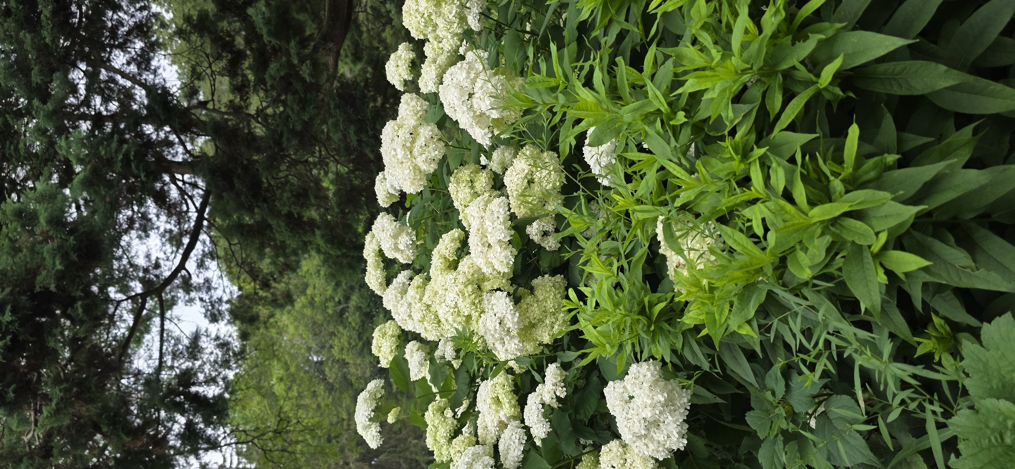 A close-up, vertical shot shows a dense cluster of white hydrangeas blooming in the foreground, with lush green foliage surrounding them. The flowers are plump and round, with many small petals. In the background, darker green trees and the bright, overcast sky create a natural, outdoor setting. The scene is devoid of human presence and activity, focusing solely on the flora. The image is located in Niagara Falls, Canada, likely within a park or garden setting, suggested by the cultivated appearance of the hydrangeas and the mature trees.