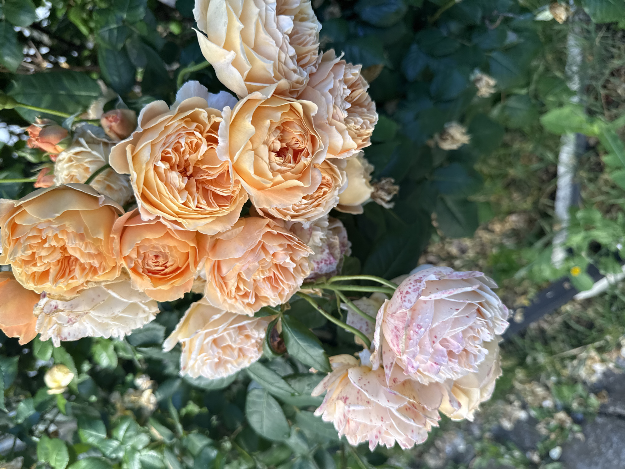 A close-up, eye-level, outdoor, daylight shot shows a cluster of pale orange and cream-colored roses in bloom. The roses have many petals and a ruffled appearance. Some of the pale cream roses have pink speckles on their petals. The roses are on green stems and surrounded by dark green leaves. The background is blurred and shows more foliage and a hint of what appears to be a stone pathway and grass on the lower left. The scene is a garden.
