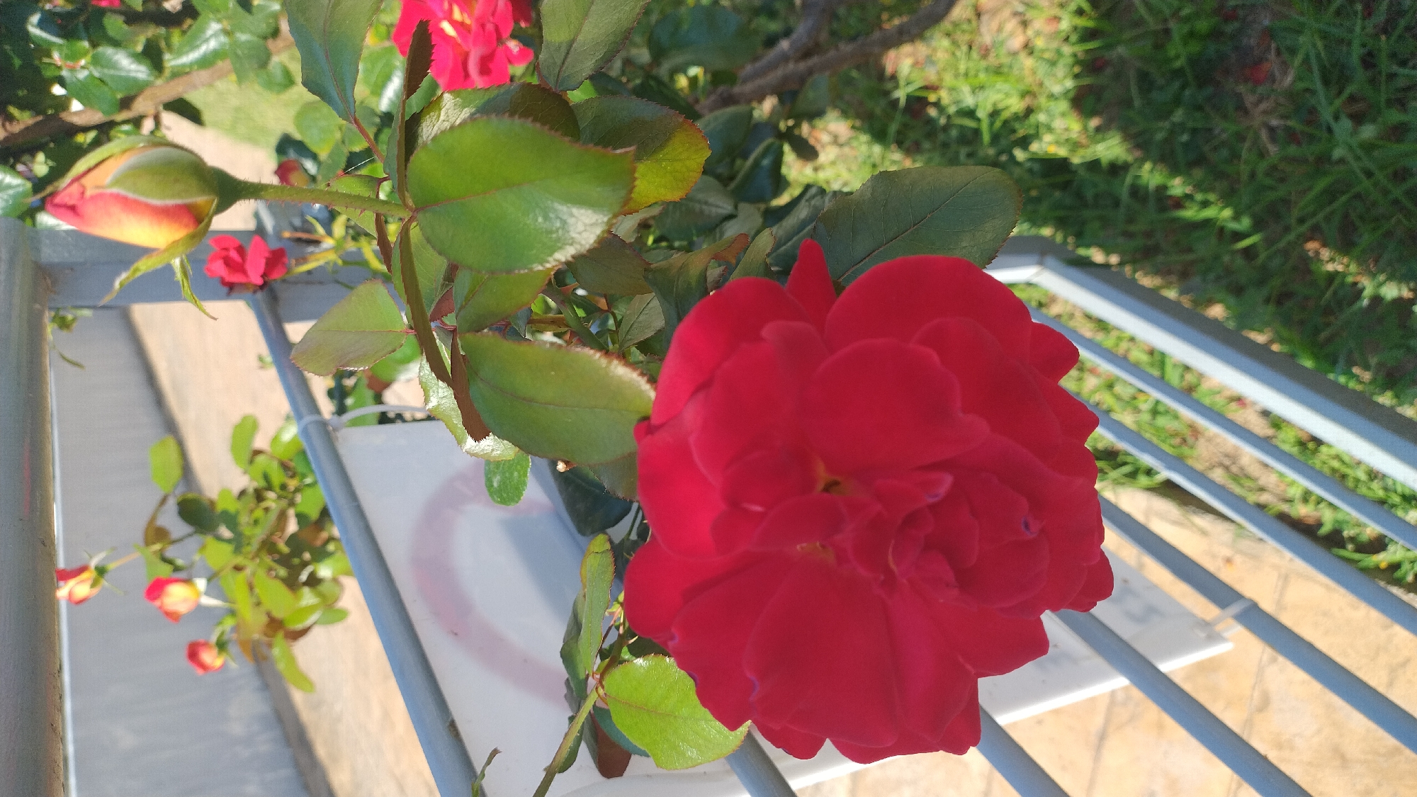 The image shows a close-up of a red rose in bloom, with its petals unfurled. The rose is set against a backdrop of green leaves and a blurry background of grass and what appears to be a paved area. In the upper right portion of the image, a rose bud with red and yellow hues is visible, along with another red rose slightly out of focus. A metal fence or railing runs horizontally across the middle of the image, partially obscuring a white sign with a red circular symbol on it. The lighting suggests it is daytime, with sunlight illuminating the scene and casting shadows. The scene is set outdoors, likely in a garden or park. The image does not provide any specific details about its location in Perea, Greece, other than the presence of flora and outdoor elements typical of such a setting. There are no people or animals depicted in the image, and no identifiable actions or interactions are occurring.