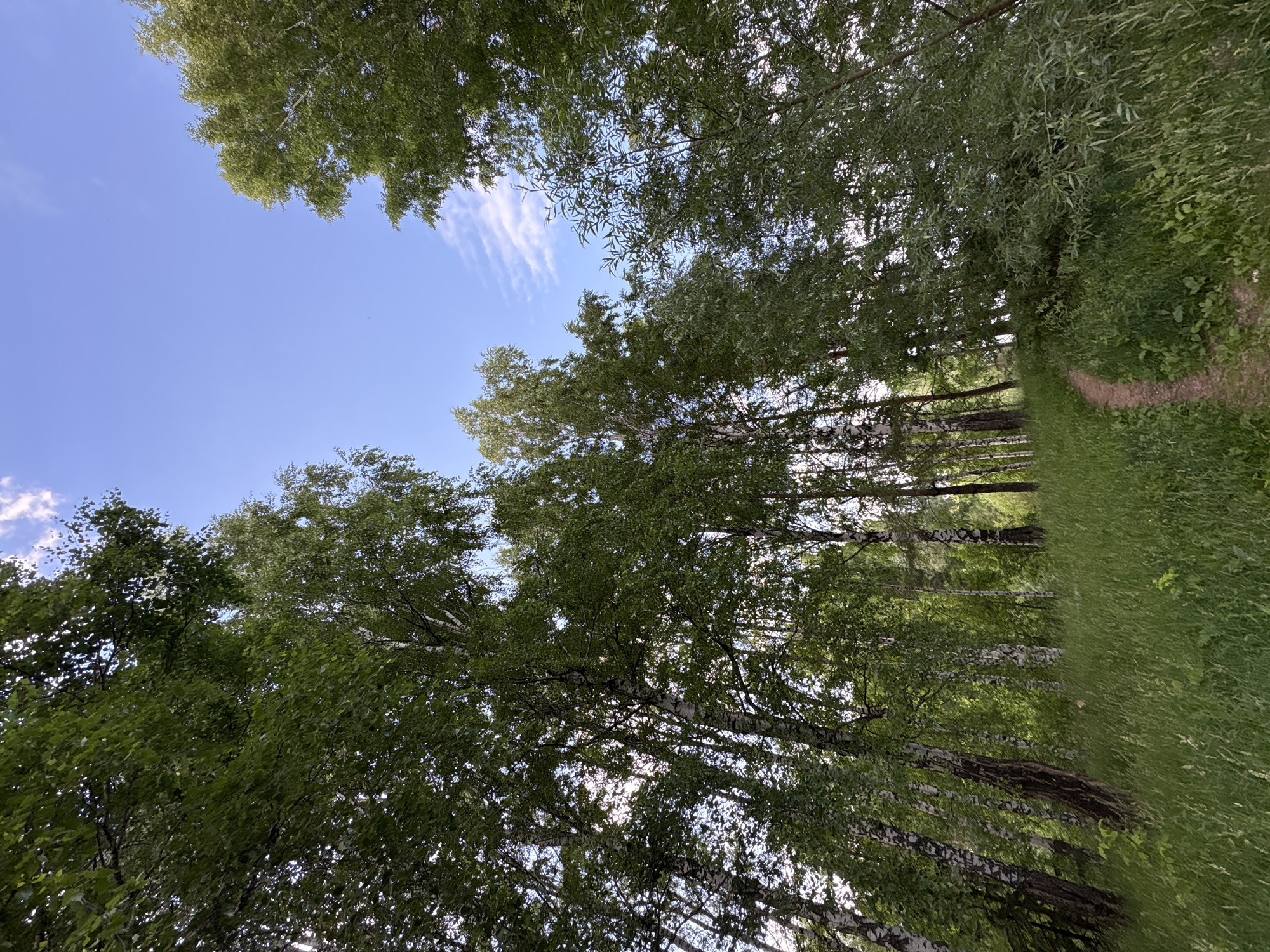 This media file depicts an upward-looking view of a forest on a sunny day. The primary subjects are the trees, predominantly birch trees with their distinctive white bark, and the clear blue sky interspersed with wispy white clouds. The scene is set in a natural outdoor environment, likely a park or wooded area, with a narrow dirt path visible on the right side, bordered by tall green grass.
The activity taking place is simply the observation of nature. There is no visible human presence or specific event occurring. The time of day appears to be daytime, with bright sunlight filtering through the leaves, creating dappled patterns. The weather seems pleasant and sunny. The location cues, such as the birch trees and the path through the greenery, are consistent with a natural park or forest setting. The overall emotion conveyed is one of tranquility and natural beauty. There is no visible text in the image.
