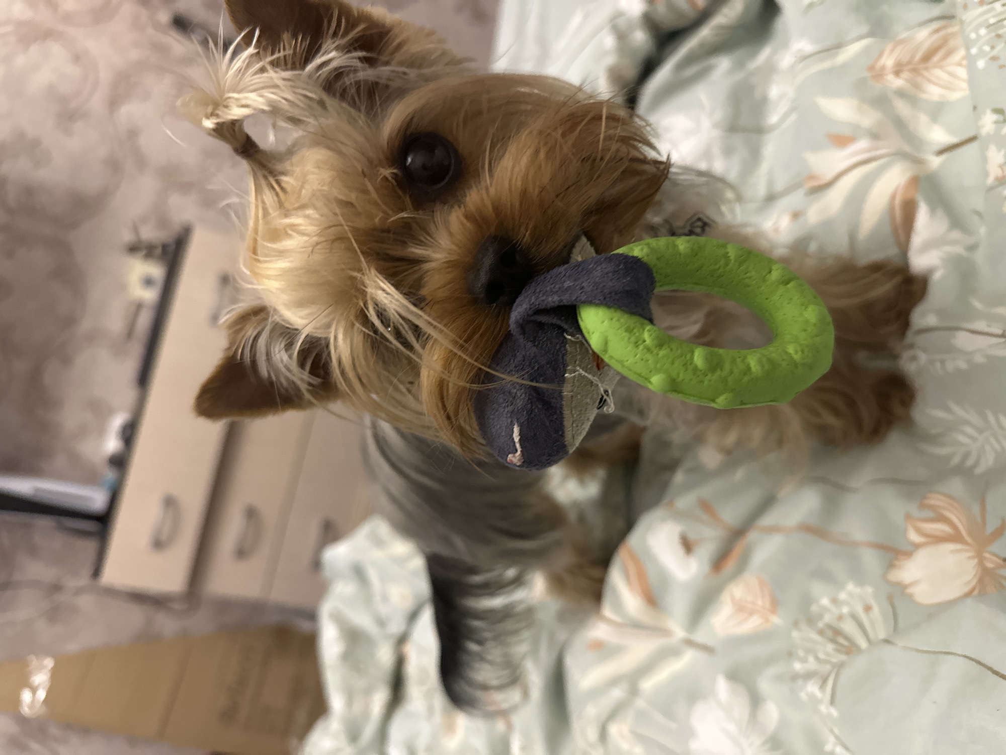 A Yorkshire Terrier puppy is on a bed covered with a light green floral comforter. The puppy has its ears tied up with hair ties, creating small ponytails. It is holding a green ring-shaped toy in its mouth, with part of a grey stuffed toy also visible. The background shows a blurred dresser with drawers and a cardboard box. The scene appears to be indoors in a bedroom.