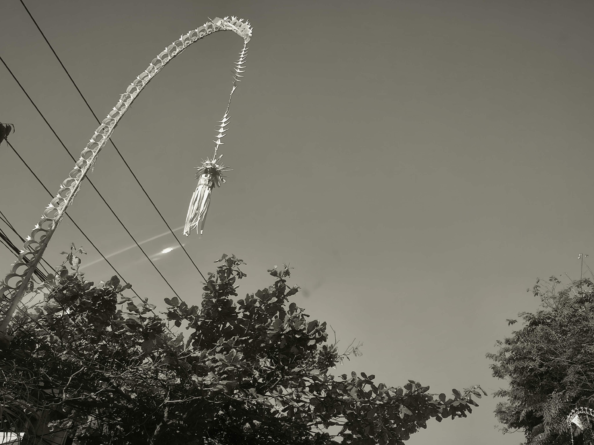 The black and white, low-angle, outdoor photograph captures a decorative Balinese offering, known as a 'penjor', suspended from utility wires against a clear sky. The penjor is a tall, slender, curved structure made from woven palm leaves and decorated with paper streamers. It arches gracefully from the left side of the frame, tapering towards the right. In the foreground, the dark foliage of trees partially obscures the view of the utility wires and the lower portion of the penjor. The scene appears to be in an urban environment, likely Denpasar, Indonesia, given the presence of utility wires and the distinct cultural element of the penjor, which is commonly seen during Balinese religious ceremonies, particularly Galungan. The lighting suggests it is daytime, with the sun casting some highlights on the wires. There are no people or animals visible in the frame.