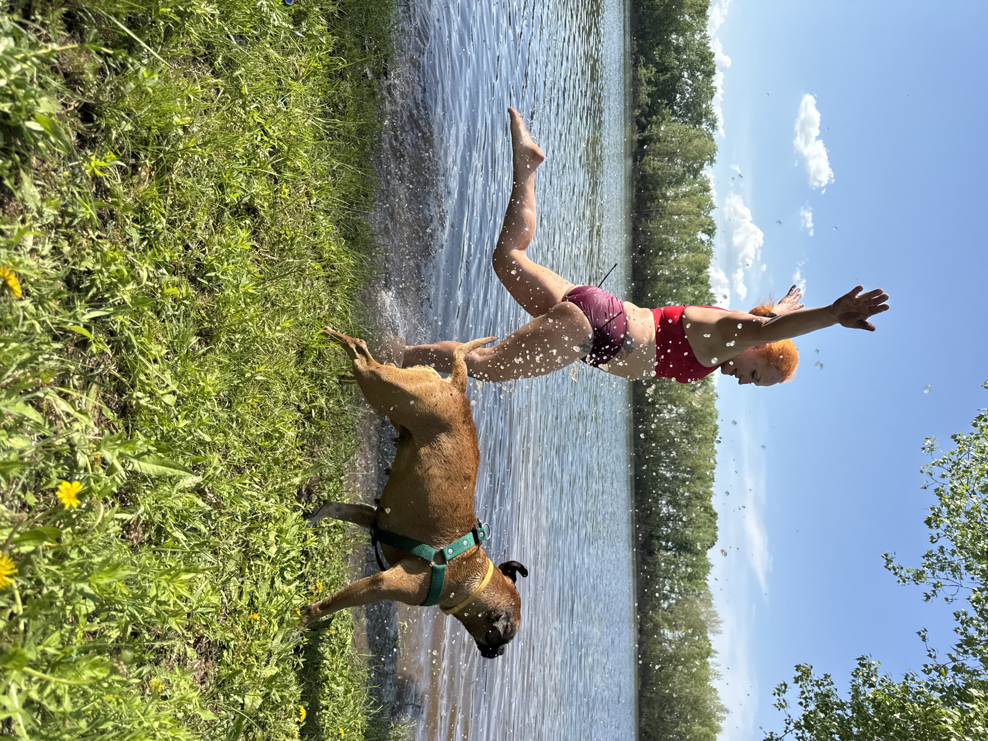 A woman and a dog are entering the water near the city of Chaikovsky, Russia. The woman is wearing a red top and dark red bottoms, while the dog is brown and wearing a green harness. The woman is partially submerged in the water and has her arms raised in the air. The dog is at the edge of the water and is also getting wet. Both are causing water to spray around them. The location appears to be a grassy bank beside a body of water. The sky is blue, and trees are visible in the background.