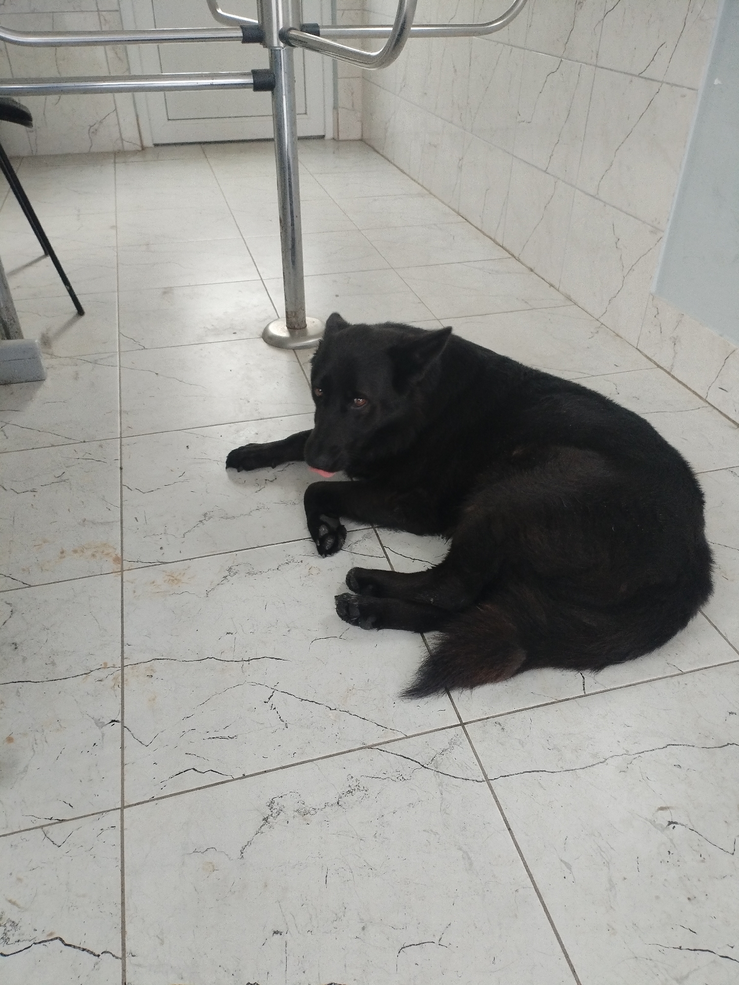 A black dog is lying on a tiled floor. The dog is on its side, with its head resting on its paws. Its tongue is sticking out slightly. The floor is made of white tiles with grey veins. There is a metal pole and some railing in the background. A black chair leg is visible on the left side of the image. The scene appears to be indoors, possibly in a hallway or an entryway. There is no clear indication of the specific location within Вароніцкі сельскі Савет, Belarus, beyond the general assumption of an indoor tiled area.