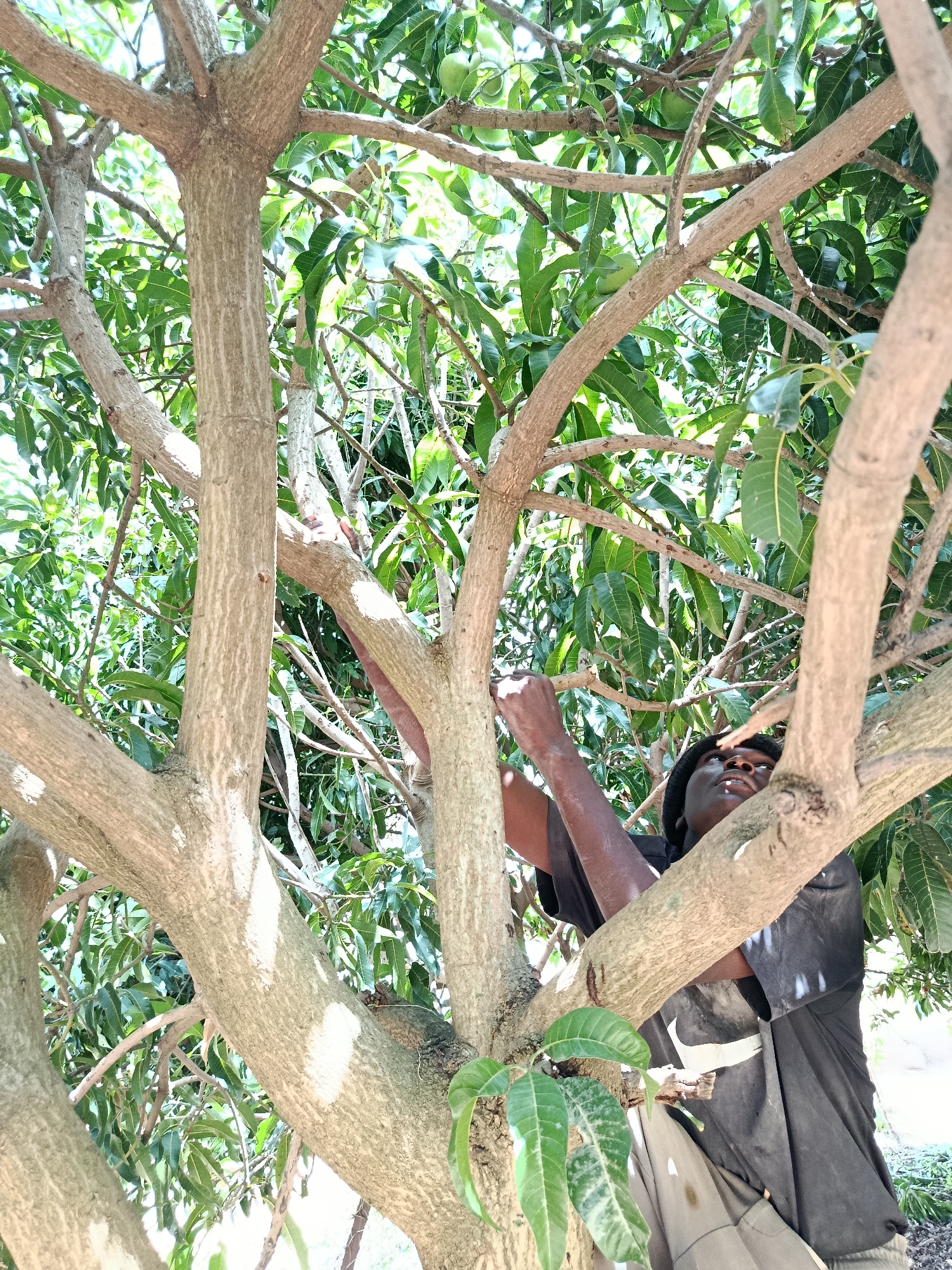 A person is seen climbing a tree in what appears to be a rural outdoor setting. The tree has thick branches and lush green leaves, suggesting a tropical or subtropical environment. The person is wearing dark clothing and a dark head covering. Their arms are extended as they grip the tree, indicating they are in the process of ascending or maneuvering through the branches. The sunlight filtering through the leaves suggests it is daytime. The presence of mangoes on the tree (visible in the crops) provides further context for the location and activity, likely indicating a harvest or inspection of the fruit. The overall impression is one of agricultural activity in a natural environment. There is no visible text in the image.