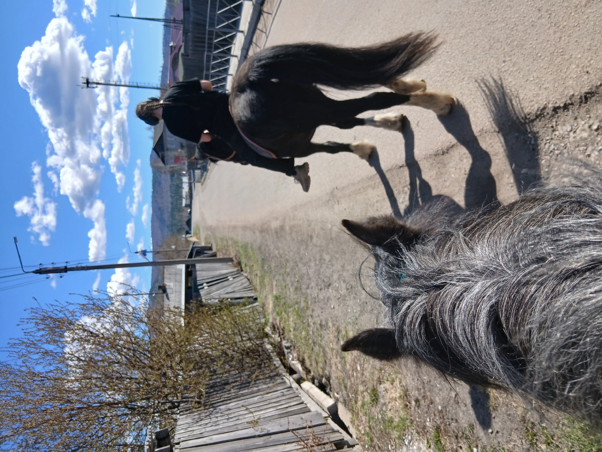 A medium shot, oriented at a counter-clockwise angle, depicts a horse and rider on a paved road. The rider, dressed in black, is mounted on a dark-colored horse with light-colored hooves. In the foreground, the neck and ears of another gray horse are visible, suggesting the viewpoint is from atop this animal. The road runs through a rural setting, with wooden fences lining the edge and houses visible in the distance. The sky is bright blue with fluffy white clouds. A telephone pole stands alongside the road. The location appears to be in the city of Unknown, Unknown.