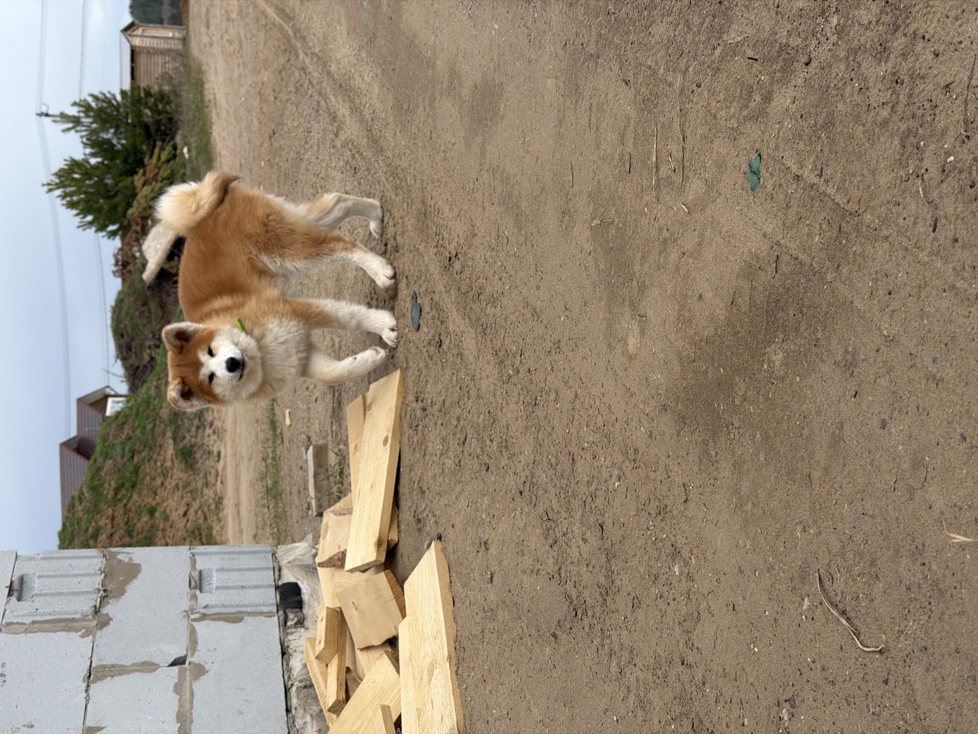 The image, taken in Chaikovsky, Russia, features a medium-sized dog, possibly an Akita or Akita mix, with light brown and white fur and a green collar. The dog is positioned towards the center-left of the frame, standing on a dirt path or ground, and looking directly at the camera with a curious expression.
In the foreground, to the left, are several grey concrete blocks, and to the right of the blocks, a pile of light-colored wooden planks or boards rests on the ground. The ground itself is predominantly sandy or dusty dirt, with small stones and occasional bits of dried grass or debris scattered across it.
The background reveals a natural landscape under an overcast sky. A lush green hill rises behind the construction materials, dotted with evergreen trees and shrubs. On the distant slope of the hill, a wooden building with a dark roof is visible, suggesting a rural or semi-rural residential area. Faint outlines of what appear to be power lines can also be seen against the muted sky.
The scene depicts a daytime setting, likely mid-morning or afternoon, characterized by soft, diffused light consistent with cloudy weather. There are no people visible, and the primary activity captured is the dog standing and observing. No discernible text is present in the image.