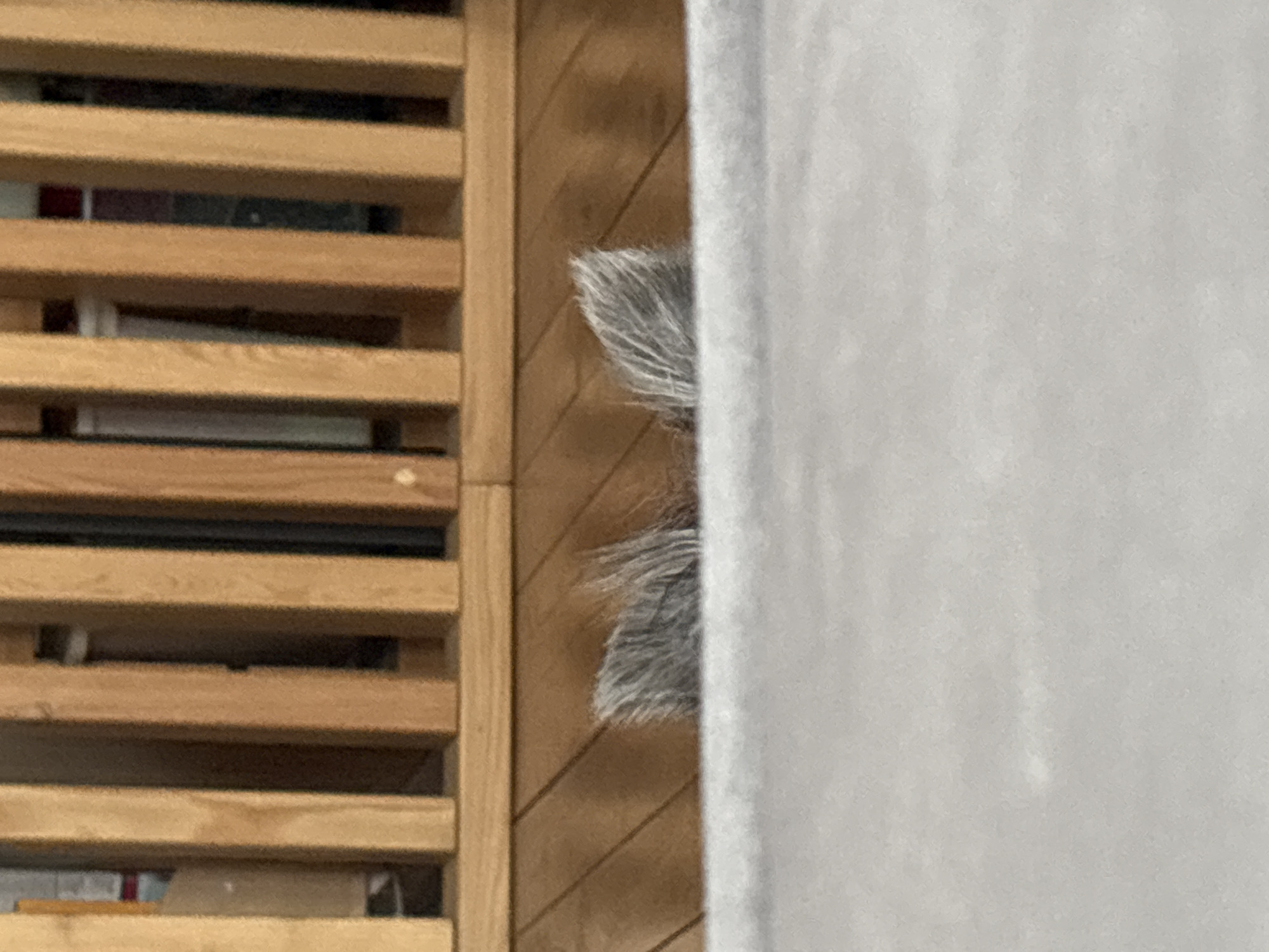 This image depicts an indoor scene in the city of Chaikovsky, Russia. In the foreground, a textured, light gray surface, likely fabric, occupies the lower third of the frame. Immediately behind this, two patches of upright, coarse grey and white fur are visible, consistent with the ears of an animal peeking over the gray surface. Above the visible fur, a wooden surface with a distinct grain, possibly a floor or piece of furniture, is present. The background features a wooden structure composed of vertical slats or spindles, behind which blurry, indistinct household objects are partially visible.