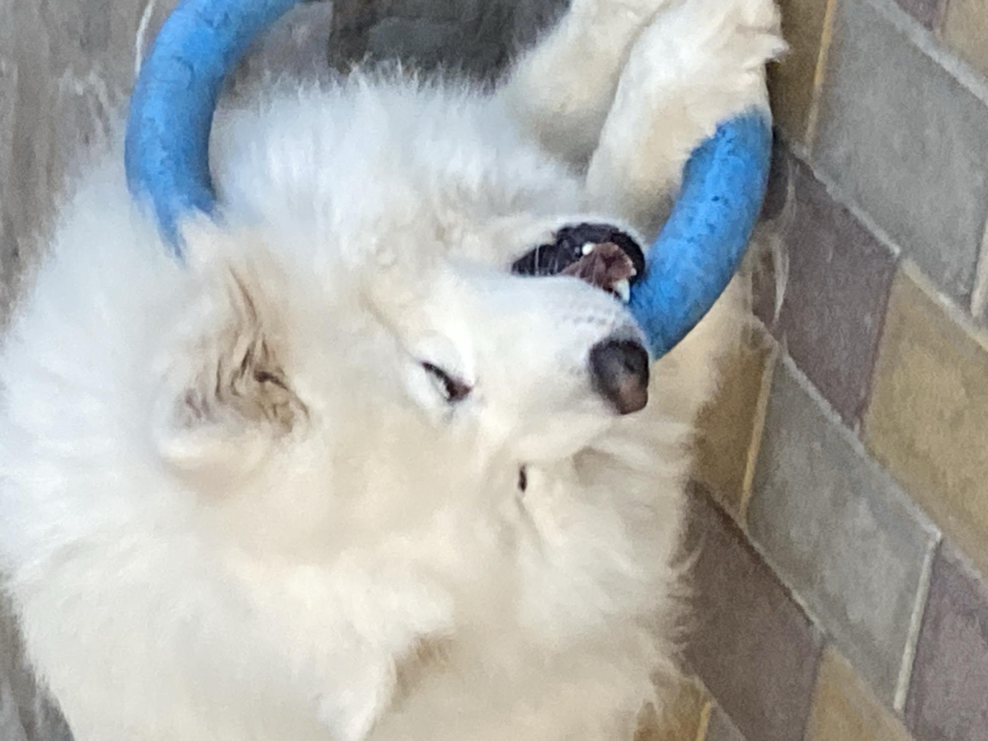 A fluffy white Samoyed dog is chewing on a blue ring toy. The dog is lying on a tiled floor, with some of the tiles being brown and gray. The dog's mouth is open, and its teeth are visible as it grips the toy. The dog's fur is thick and appears to be very soft. The lighting in the image is natural, and the focus is on the dog and its toy.