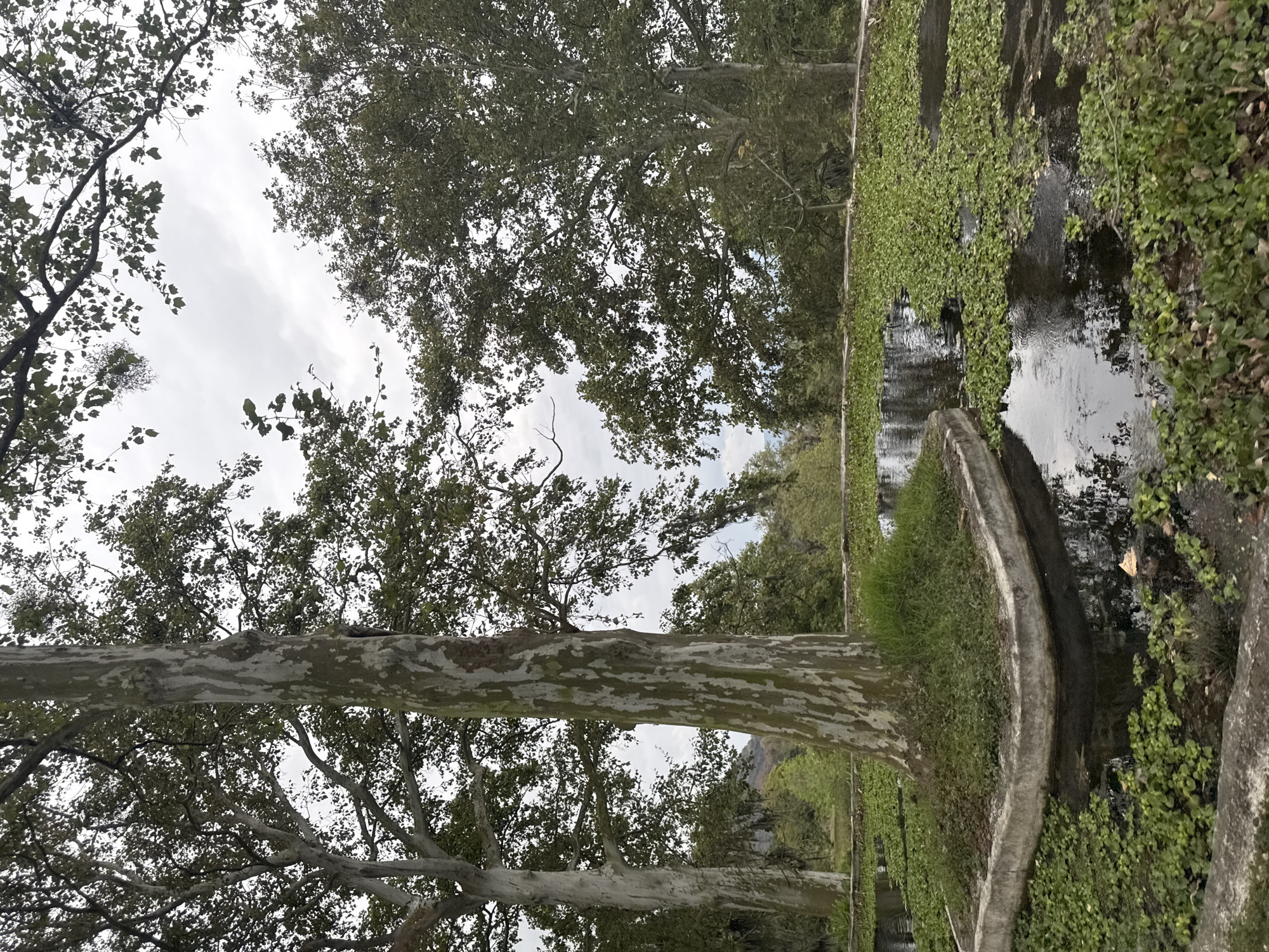 The photograph depicts a waterway in Naolinco de Victoria, Mexico. The waterway is lined with concrete edging and is heavily overgrown with aquatic vegetation. Several trees, including a large sycamore with characteristic mottled bark, overhang the waterway. The sky is overcast. A mountain is faintly visible in the distance.