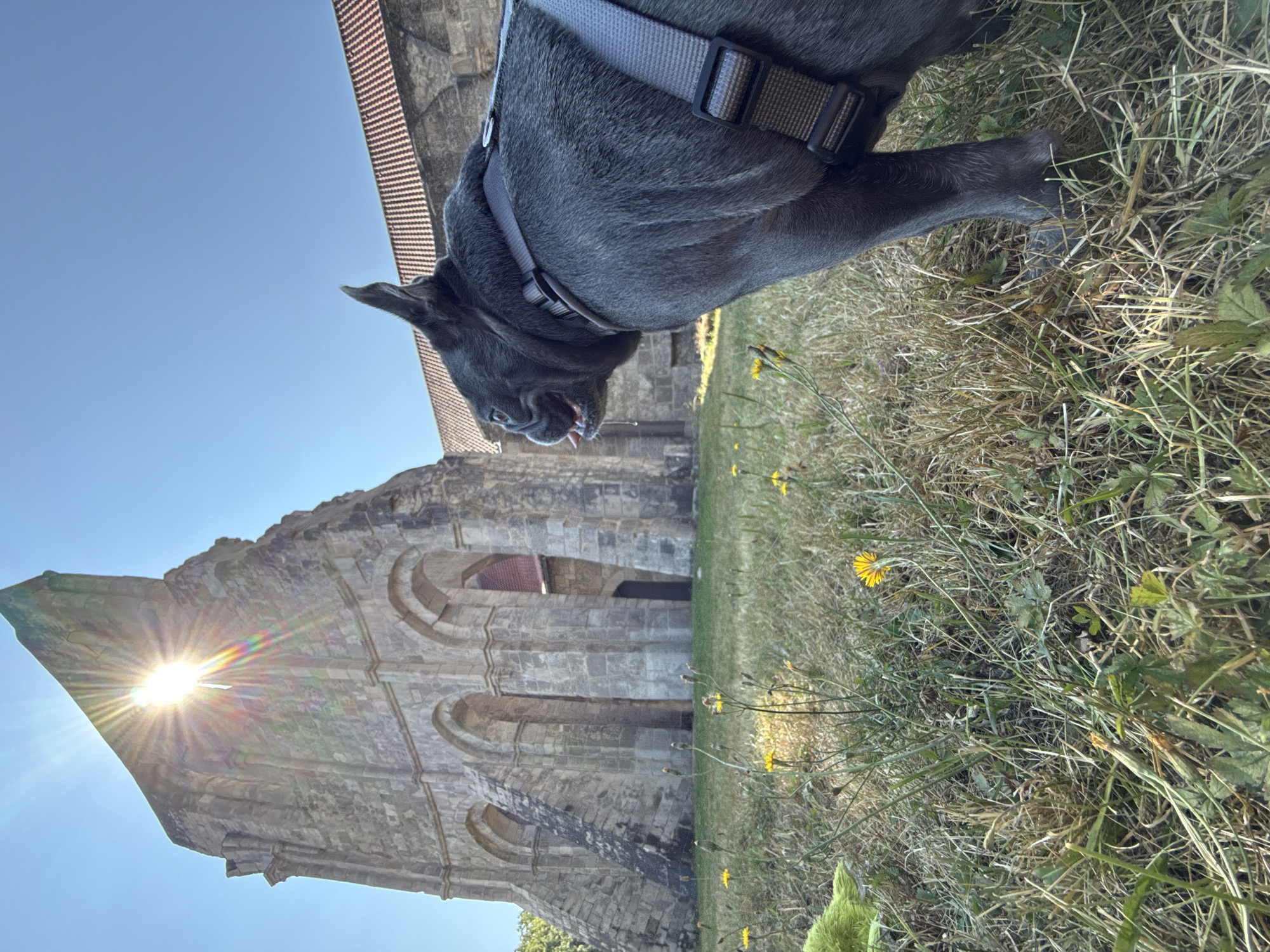A grey French bulldog wearing a grey harness stands on a grassy field dotted with yellow dandelions. In the background, the ruins of a stone building with arched openings rise against a clear blue sky. The sun is setting, casting a bright glare through one of the arches. The building appears to be the remains of the former Walkenried Abbey in Walkenried, Germany. The dog is looking to the right, with its tongue slightly out. A bright green object is visible to the left of the dog, partially obscured by grass. The overall scene suggests an outdoor exploration or visit to a historical site.