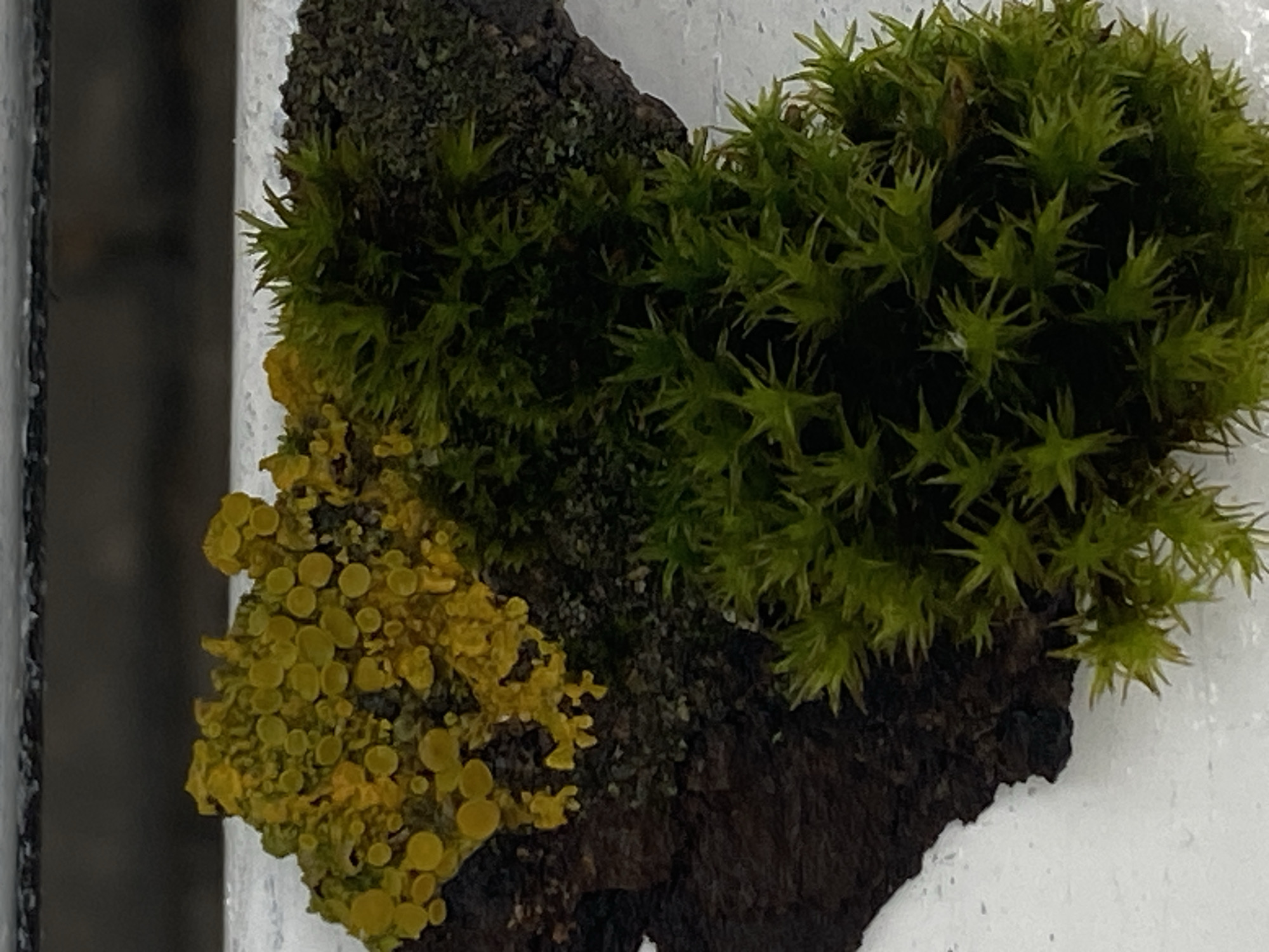 The image shows a close-up view of moss and lichen growing on a piece of bark. The bark is dark brown and rough in texture. On the left side of the bark, there is a patch of bright yellow lichen with small, circular fruiting bodies. To the right of the lichen, and extending downwards, is a dense clump of vibrant green moss. The moss has a spiky, star-like appearance with individual leaves clearly visible. The background is out of focus, showing a white surface below and a dark, blurry band above, suggesting an outdoor or natural setting. The scene is lit from above, casting subtle shadows.