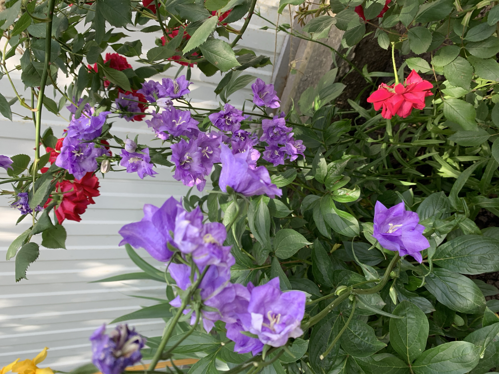 A garden scene displays a mix of purple bellflowers and red roses against a backdrop of green foliage and a white-paneled wall. The flowers are in bloom, with the bellflowers showing prominent purple petals and the roses exhibiting a vibrant red hue. The green leaves provide a lush surrounding. The scene is bathed in natural daylight.