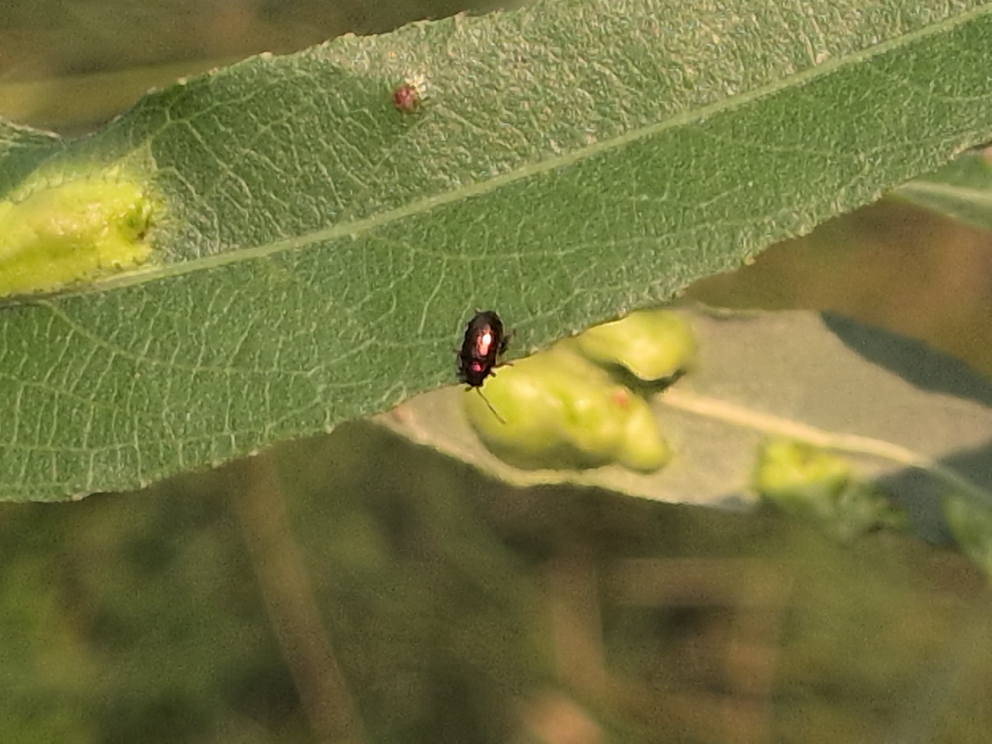 The image shows a close-up view of a small, dark beetle with iridescent red markings on its back, perched on a green leaf. The leaf has a textured surface with visible veins. In the background, out of focus, are other green foliage and hints of yellow. There are no people visible in the image. The scene appears to be outdoors in a natural setting, likely a garden or park. No specific location in Rastenberg, Germany can be identified from the image alone.