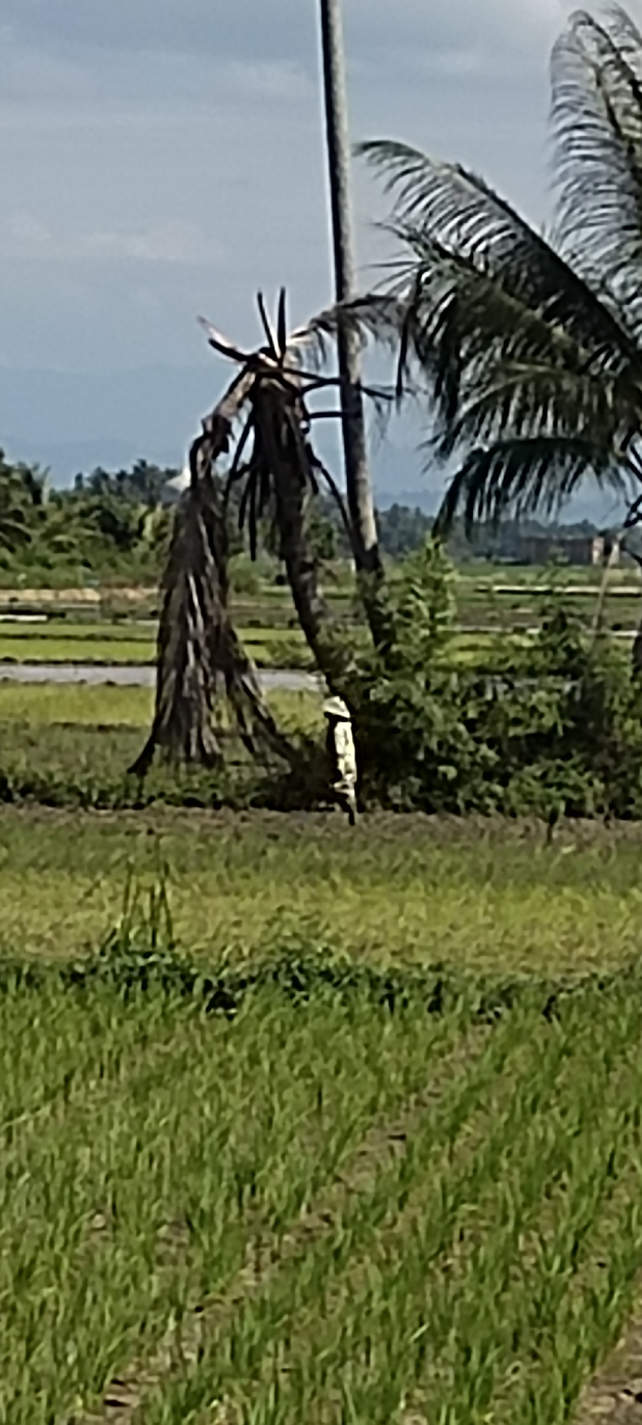 A lone person wearing a conical hat walks through a field of green crops, possibly rice paddies, in Peurupok, Indonesia. The person is partially obscured by vegetation and a leaning palm tree, which has dead fronds hanging from it. In the background, more green fields stretch towards a line of trees and hazy hills under a pale sky. A utility pole is visible behind the dead palm fronds. The overall scene depicts a rural, agricultural landscape.