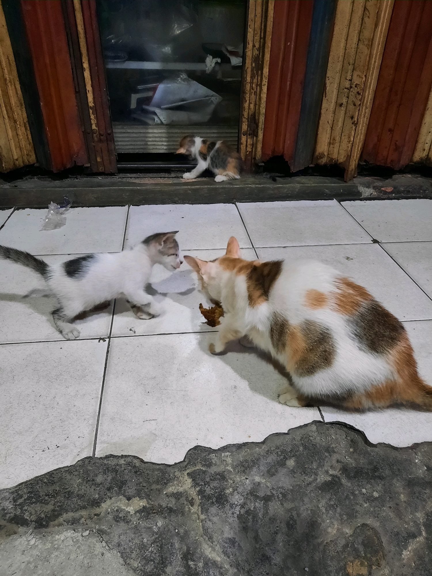Three cats are on a tiled floor outside what appears to be a shop or building with metal roll-up doors. In the foreground, a calico cat is eating from a small pile of food, and a white and grey kitten is looking at it. Further back, near the closed doors, a calico kitten is peeking out from behind the doors. The environment is dimly lit and appears to be an urban setting in East Jakarta, Indonesia, indicated by the style of the roll-up doors and the general ambiance. The floor is tiled and somewhat grimy, with a cracked concrete border in the lower section of the image.