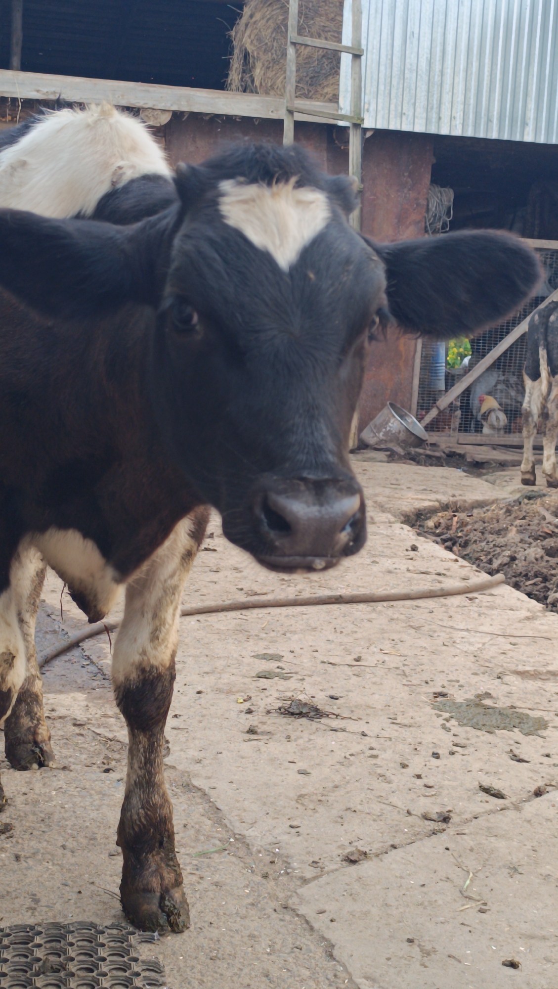 A black and white calf stands on a concrete surface in front of a rustic barn. The calf is the primary subject, with its head and upper body filling the foreground. It has a distinctive white marking on its forehead shaped like a heart. Its fur is dark on its head and back, with white markings on its chest and legs. The barn behind the calf is constructed with corrugated metal siding and wooden beams, with hay visible in the upper section. Other elements in the background include a metal cage with chickens, a bucket, and muddy ground. The overall scene suggests a farm or rural setting. This image is not associated with the city of Karsha, Russia.