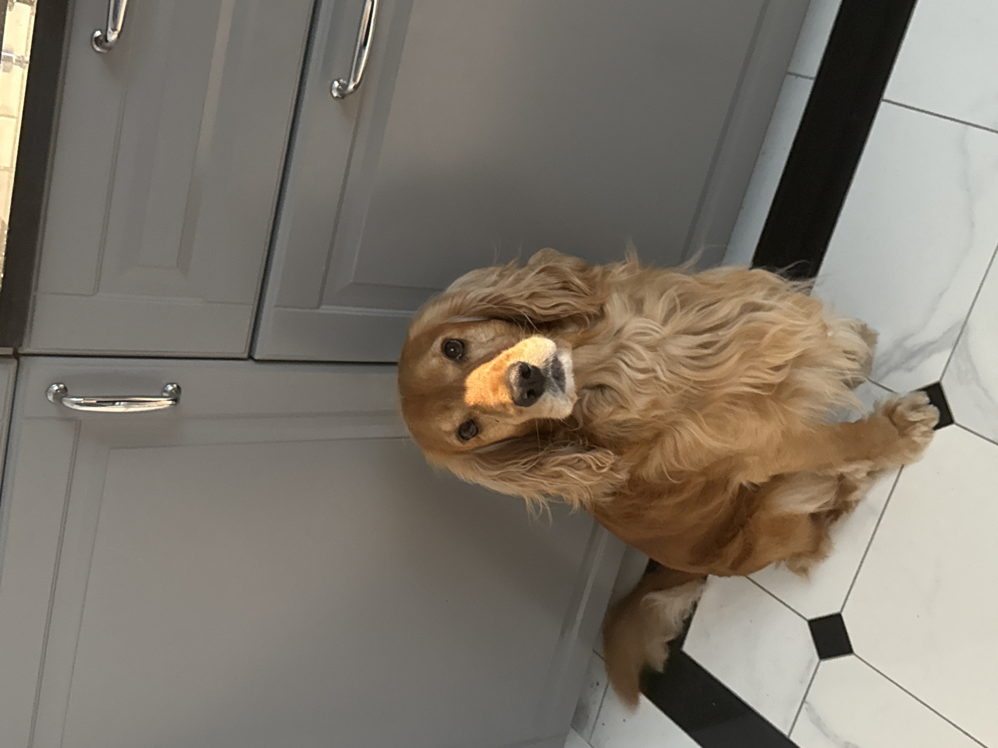 A golden cocker spaniel sits on a tiled floor in front of grey kitchen cabinets. A patch of sunlight illuminates the dog's face. The floor is white with black and grey diamond accents. The cabinets have silver handles.