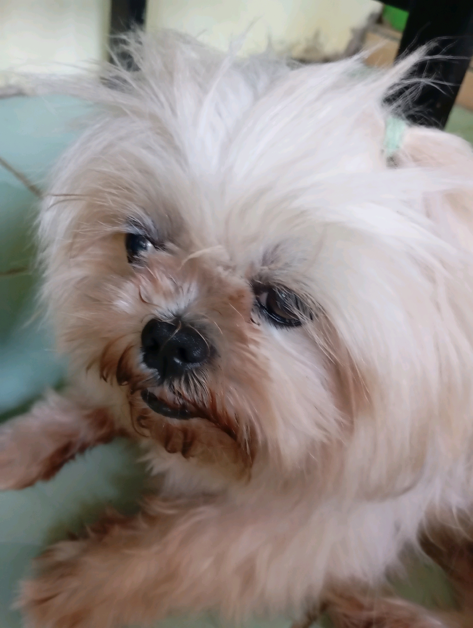 A close-up, medium shot captures the face of a small, light-colored dog with shaggy fur. The dog's eyes are dark, with one appearing slightly droopy. Its nose is black and prominent, and its mouth is slightly open, revealing a hint of its tongue. The dog's fur is messy and appears to be light brown and white. The background is blurred, but suggests an indoor setting with a light-colored wall and a greenish-blue surface. There is a faint green band visible on the dog's neck. The image is taken at an angle, with the dog looking slightly downwards and to the right.