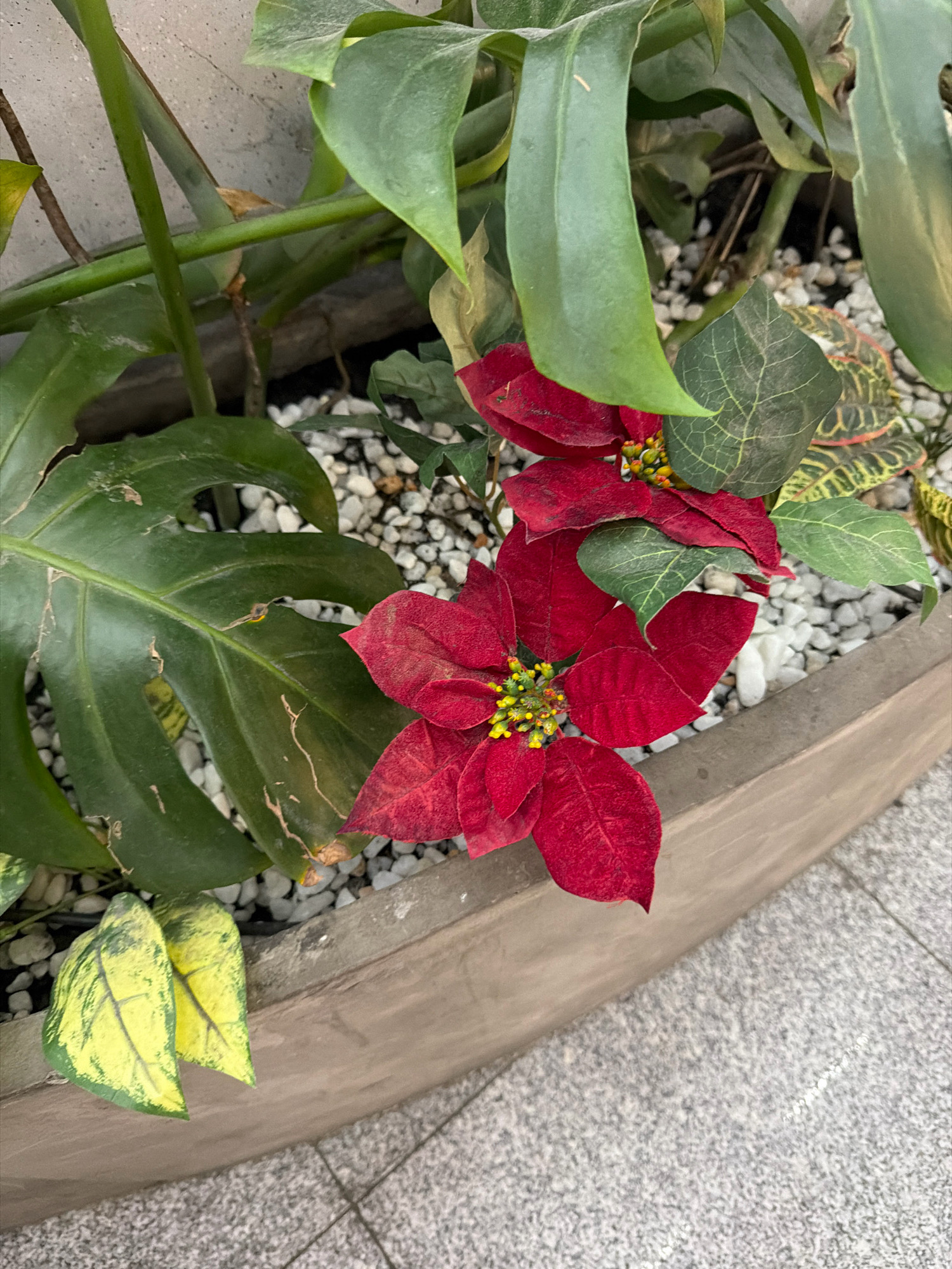 A close-up, high-angle shot shows a planter box filled with white gravel. In the foreground, a bright red poinsettia plant with prominent yellow centers is the main subject, with its velvety petals in sharp focus. Behind the poinsettia, large, green Monstera leaves with characteristic splits are visible. Other smaller, variegated leaves, with patterns of green, yellow, and red, are also interspersed within the planter. The planter box itself is made of a rough, light brown material, and it rests on a textured, grey tiled surface. The overall environment appears to be an urban outdoor space in Đà Nẵng, Vietnam, likely a garden or a public area with decorative plantings. No people are present in the frame.