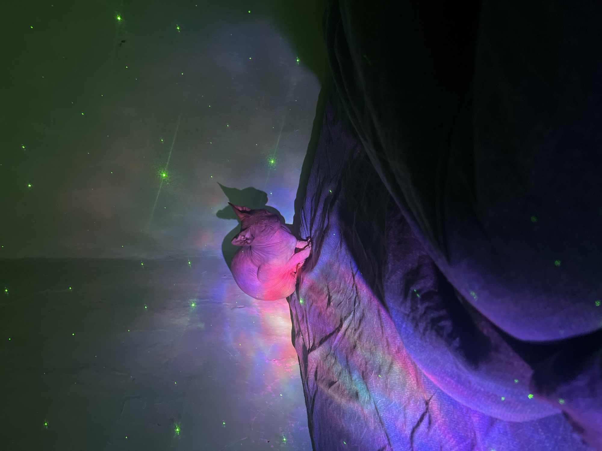 The image shows a Sphynx cat sitting on a wrinkled, dark purple surface, likely a bed. The cat is illuminated by pink and purple lights, creating colorful reflections on the surface and the wall behind it. The wall is also decorated with green laser-like dots, resembling stars. The scene is dimly lit, with the light source appearing to be a projector casting colorful patterns and green dots. There is a shadow of the cat cast on the wall. The image does not provide any information or context to identify the location as Nizhny Tagil, Russia.