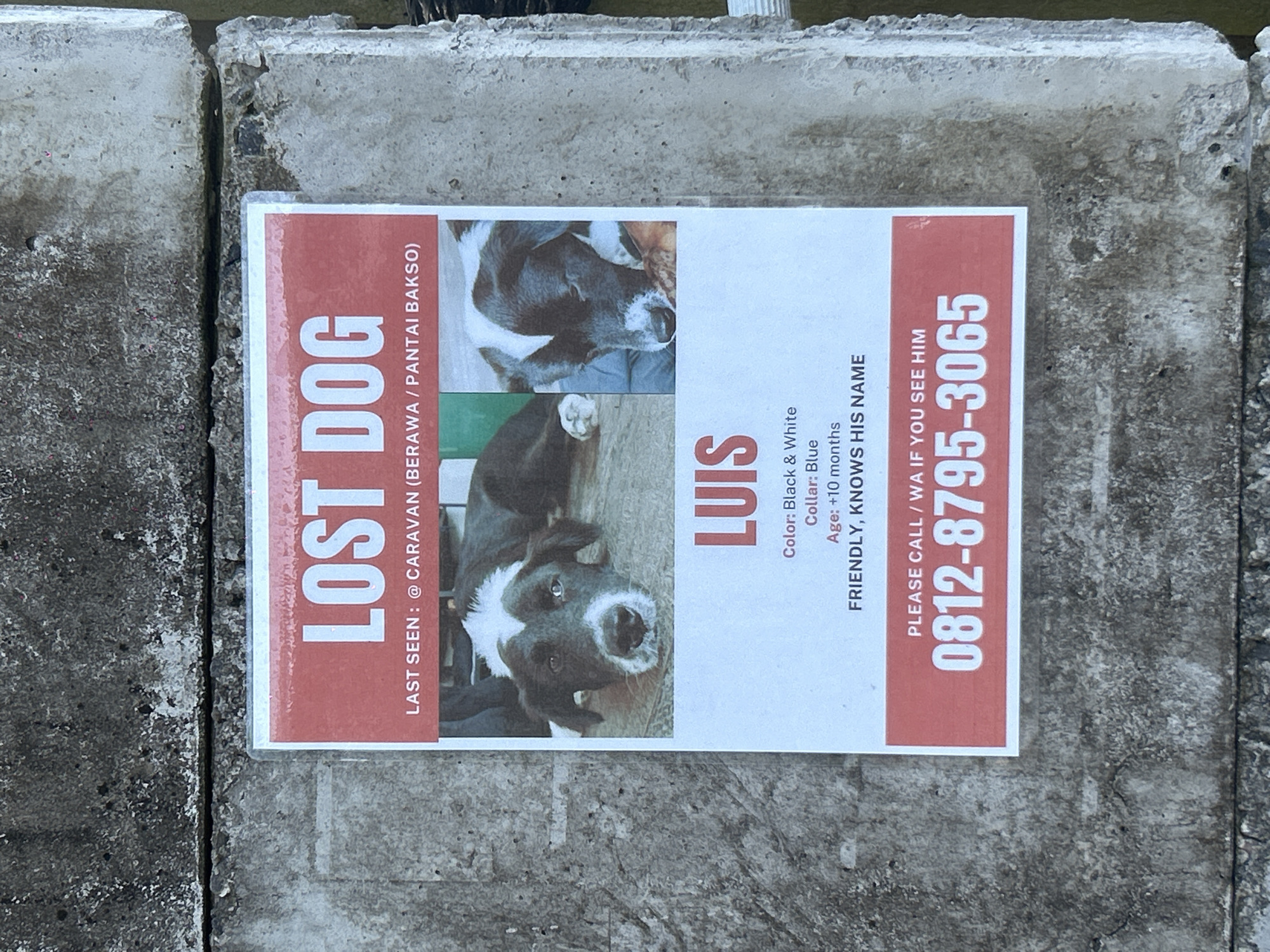 A "Lost Dog" poster is affixed to a gray concrete surface. The poster features the words "LOST DOG" in bold red lettering, followed by "LAST SEEN: @CARAVAN (BERAWA / PANTAI BAKSO)". Two photos of a black and white dog named Luis appear on the poster. Information about the dog is included: color, collar, age (+10 months), and a description of the dog's temperament, "FRIENDLY, KNOWS HIS NAME". Contact information is listed as "PLEASE CALL/WA IF YOU SEE HIM" with the phone number 0812-8795-3065. The location, Berawa/Pantai Bakso, indicates the dog was last seen near Caravan in Mengwi, Indonesia.