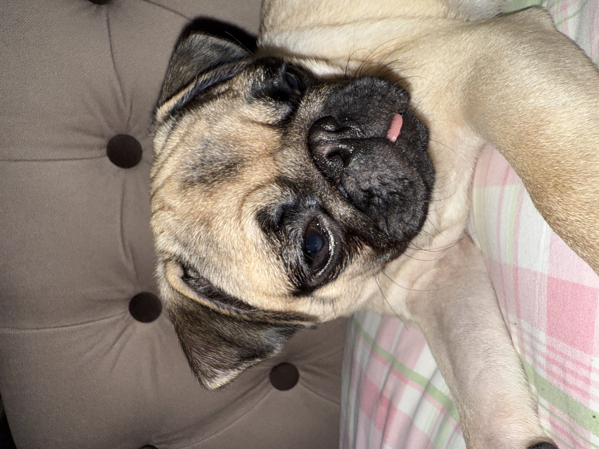 A pug puppy is lying down on a bed with pink and green plaid bedding. The puppy is facing slightly to the right, with its head tilted downwards. Its tongue is slightly sticking out. The background is a tufted brown surface, possibly a headboard or couch. The lighting suggests it is nighttime or a dimly lit room.