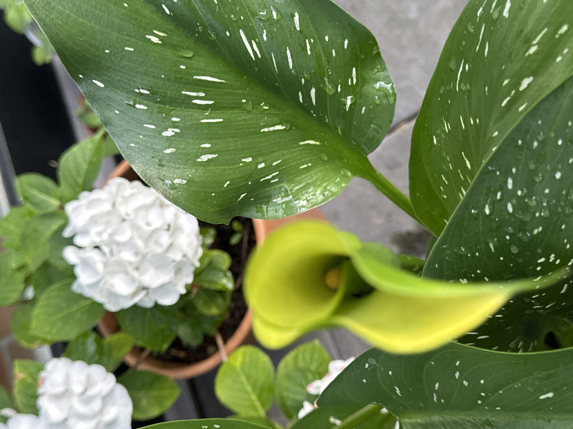 A close-up, high-angle shot shows a collection of potted plants, including a white hydrangea and a bright yellow calla lily, glistening with water droplets. The green leaves of the calla lily have distinctive white speckles and streaks. The hydrangea displays a cluster of small, white, petal-like structures. The scene is set outdoors, possibly on a patio or balcony, with a glimpse of a grey, textured surface in the background, likely paving stones or concrete. The lighting suggests it is daytime, and the presence of water droplets indicates recent rain or watering. The overall mood is fresh and natural, highlighting the beauty of the plants after a shower. No people or text are visible in the image. The location is Krefeld, Germany.