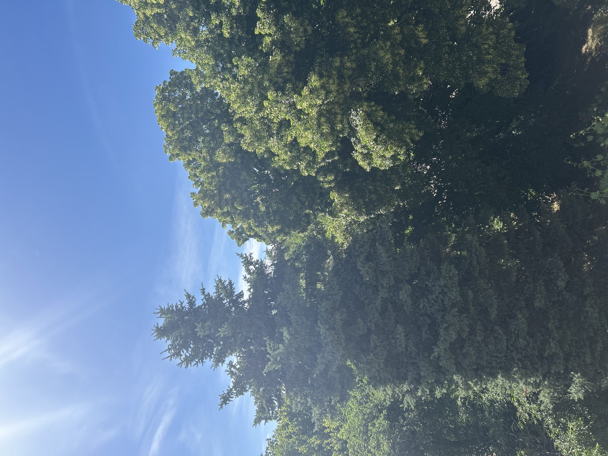 The image is a low-angle shot of trees against a blue sky. The trees are lush and green, with varying shades of green indicating different types of trees or different amounts of sunlight reaching them. The sky is a clear blue, with a few wispy clouds visible. The sun is shining brightly, causing a lens flare in the lower left corner of the image. The location is in the city of Unknown, Unknown.
