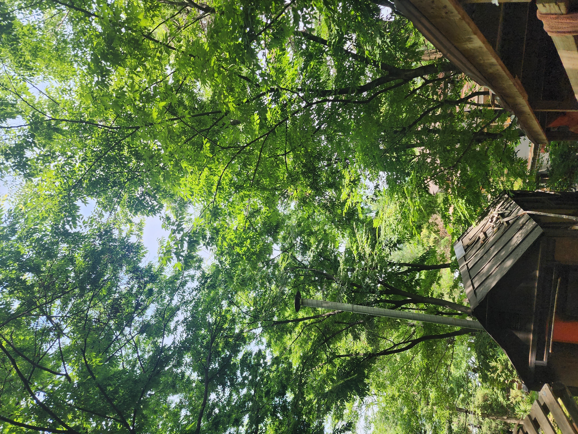 The image depicts a cluster of trees with dense green foliage, obscuring much of the sky, which appears bright and possibly overcast. In the foreground, two rustic wooden structures are visible. The structure on the left is a small, dark-colored shed with a peaked roof made of weathered wooden planks. A vertical metal pipe extends upwards behind this shed. The structure on the right is partially visible and appears to be a lean-to or open-sided shelter with a wooden roof. The surrounding environment suggests a natural or semi-natural setting, possibly a park or backyard, with additional greenery and trees in the background. The lighting suggests it is daytime. The scene appears to be located in Pyeongtaek-si, South Korea.