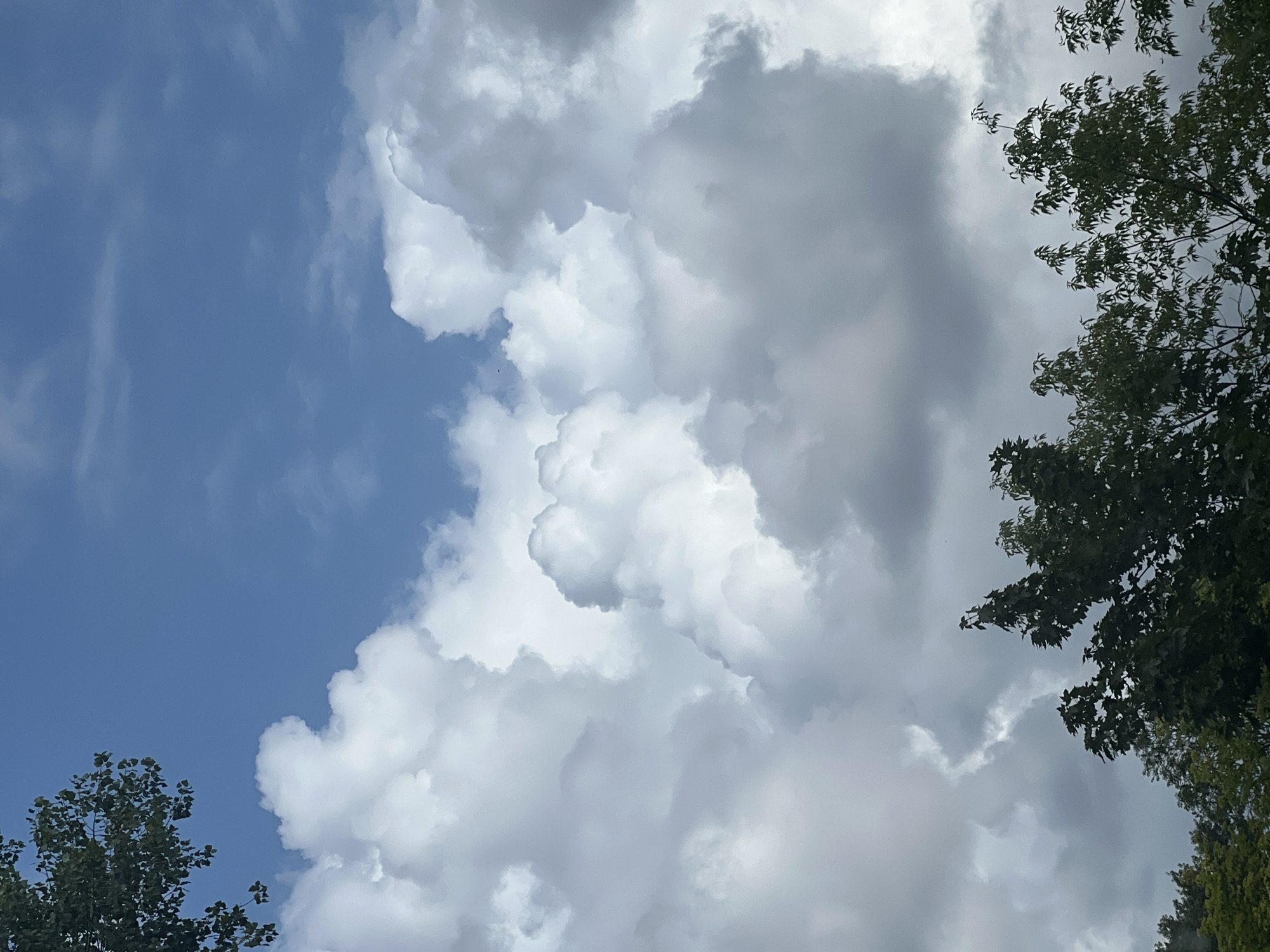 The image shows a sky filled with large, fluffy cumulus clouds. The clouds are a mix of bright white and darker gray, suggesting varying levels of moisture and density. The sky is a clear blue in the upper portion of the image, with some wispy clouds visible. In the foreground, at the bottom of the image, are the tops of dark green trees, their leaves silhouetted against the sky. The scene appears to be an outdoor environment, possibly a park or a residential area. There are no people or specific man-made structures visible that would indicate a particular location within Warsaw, Poland.
