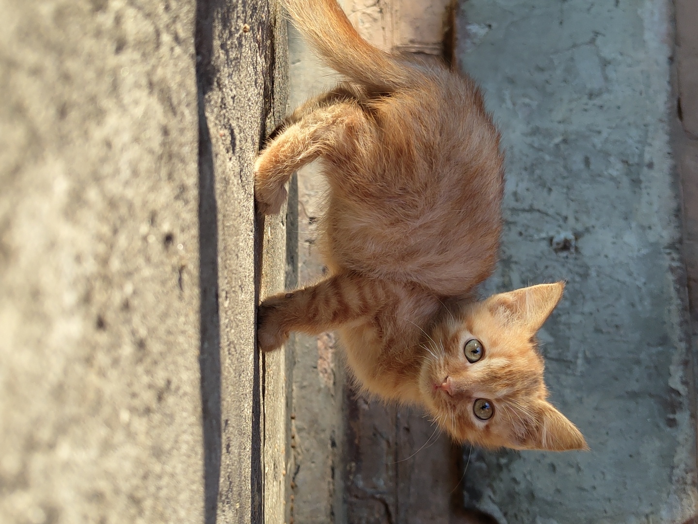 An orange tabby kitten stands on a concrete surface, facing the camera. The kitten is small with bright green eyes and a fluffy tail. Its fur is a mix of orange and brown stripes. The background consists of a rough, textured brick wall with a blueish-gray hue. The scene is illuminated by sunlight, casting shadows on the concrete. The location is described as Unknown, Unknown, within a city.