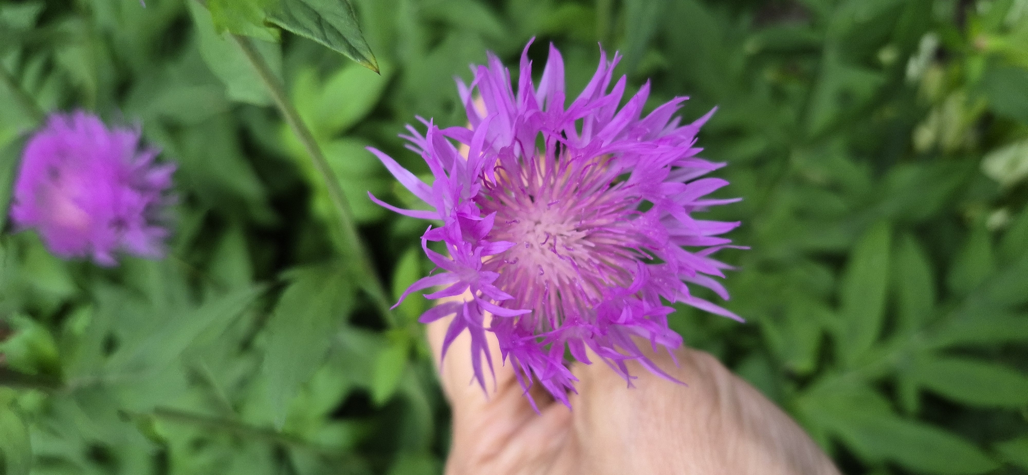 A close-up, vertical shot focuses on a vibrant purple flower with spiky petals. A person's hand is visible on the left side of the frame, gently holding the base of the flower. The background is a blur of lush green foliage, suggesting an outdoor natural setting. The image was captured in Ussurijsk, Russia.