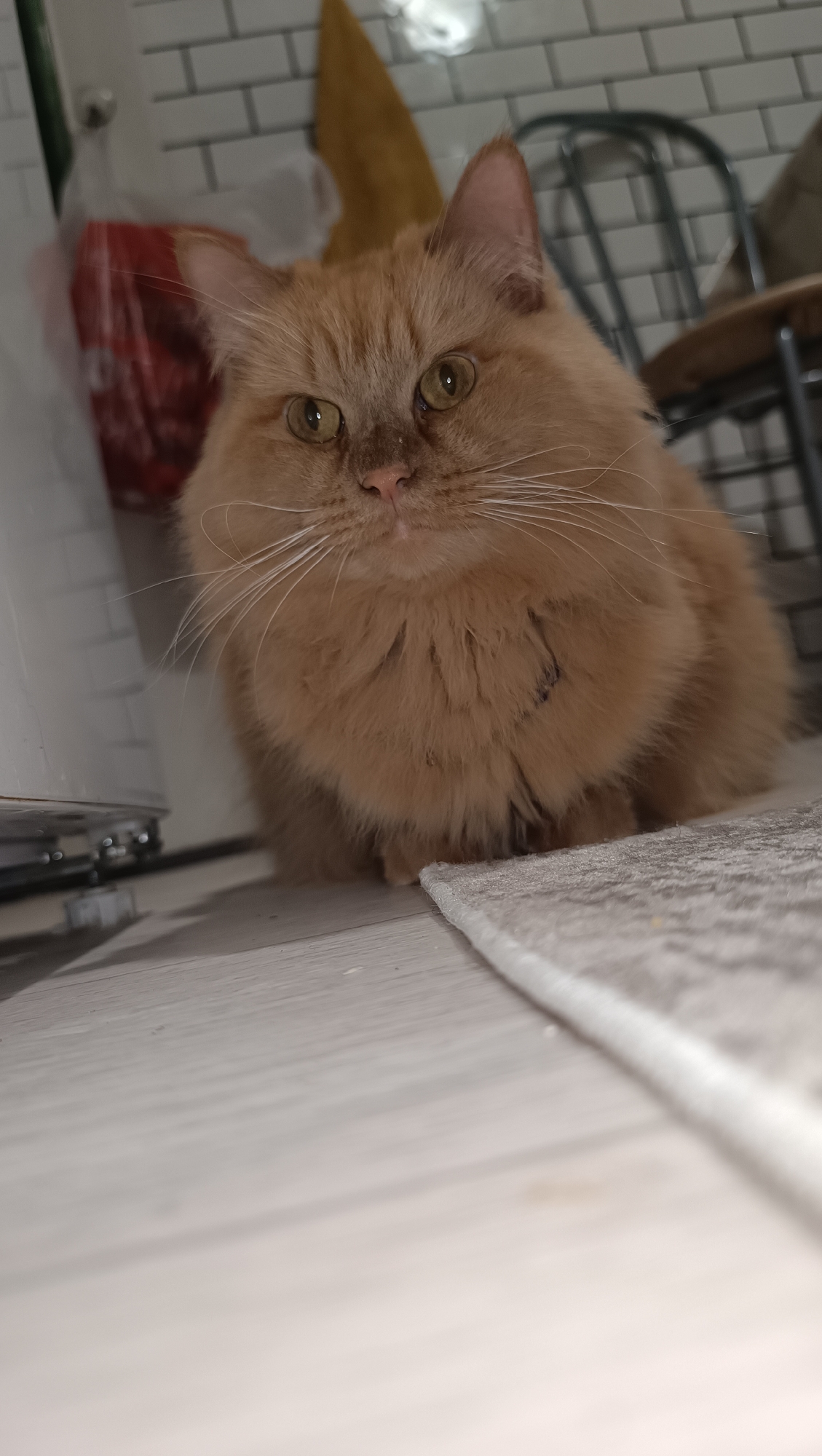 A fluffy orange cat with green eyes is the central subject of this low-angle, close-up photograph. The cat is sitting on a light-colored floor, likely made of wood or laminate, with a textured rug to its right. The background is blurred but shows hints of a tiled wall, possibly in a kitchen or bathroom, with a white subway tile pattern. To the left, a white appliance or cabinet is visible, along with a clear plastic bag containing red items. In the upper right, a dark metal chair with a wooden seat is partially visible, suggesting an indoor environment in a residential setting. The lighting appears to be artificial, casting soft shadows. There is no discernible indication of the cat's location within the city of Chaikovsky, Russia.