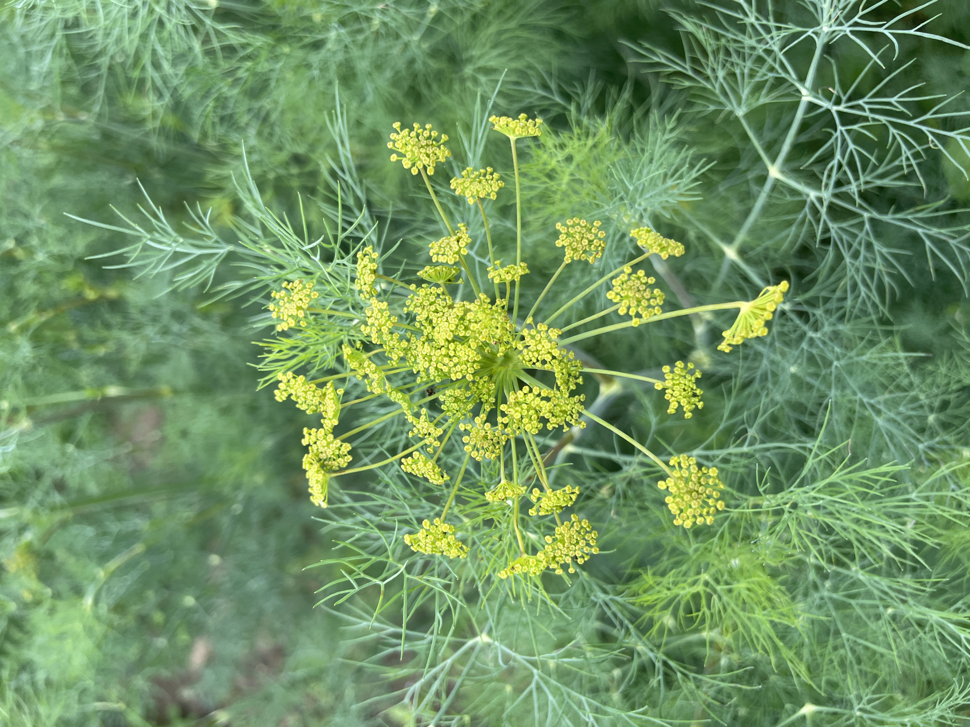 The image is a close-up, top-down shot of a dill plant (Anethum graveolens) in bloom. The plant's delicate, feathery green leaves form a soft backdrop, with a prominent umbel of tiny yellow flowers in the center. The umbel is composed of many small clusters of flowers, giving it a frothy appearance. The lighting suggests an outdoor setting, likely during daytime. The image does not contain any people or signs of human activity, and there is no specific indication of its location in Pushchino, Russia, beyond the general natural environment of a plant.