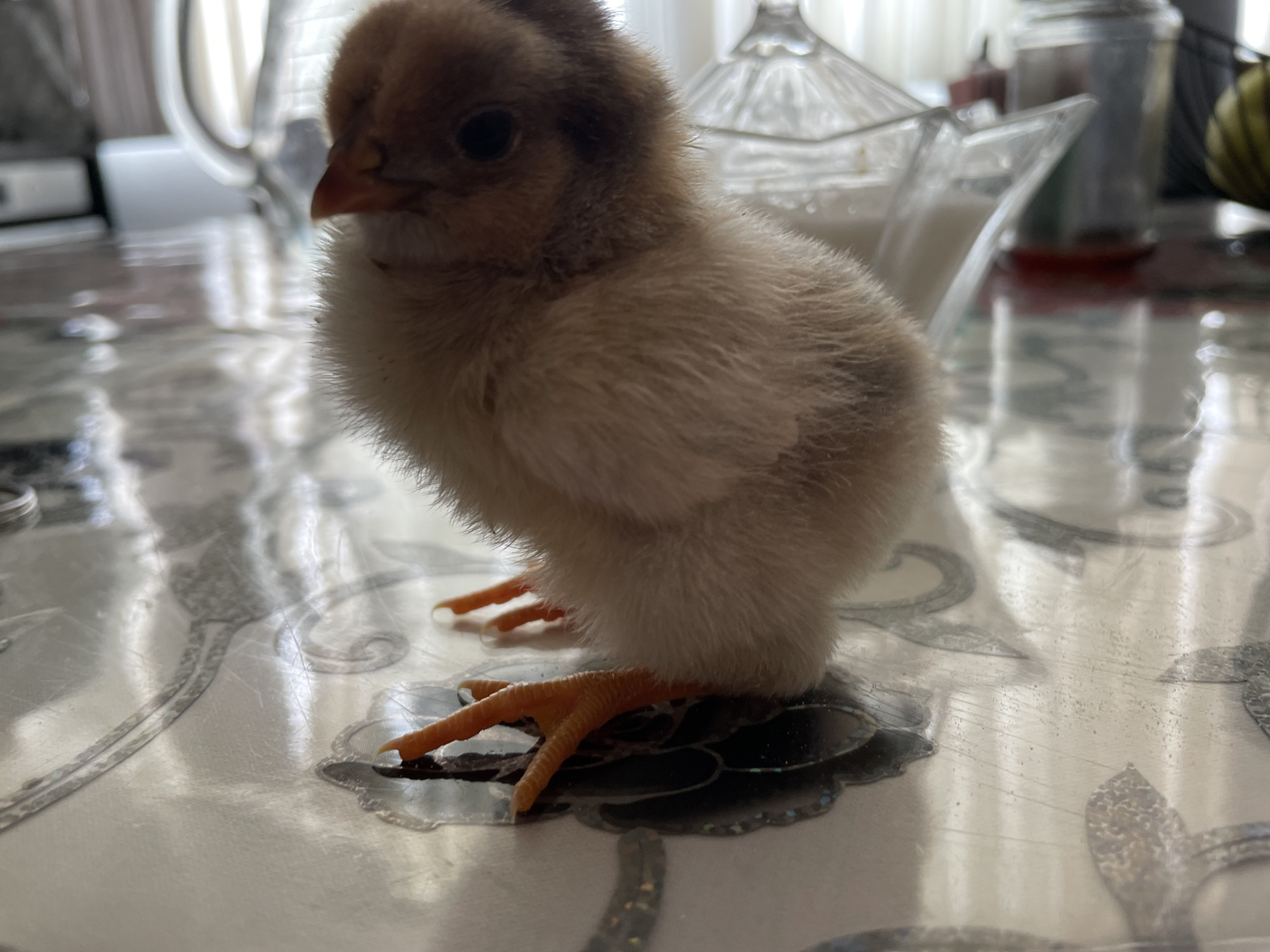 A small, fluffy chick stands on a light-colored table with a patterned surface. The chick is light brown and cream-colored with orange legs and feet. In the background are blurred objects including a glass pitcher, a glass container with a lid, and a jar, along with other indistinct items. The scene appears to be indoors. Location in Zlatograd, Bulgaria is not discernible from the image.