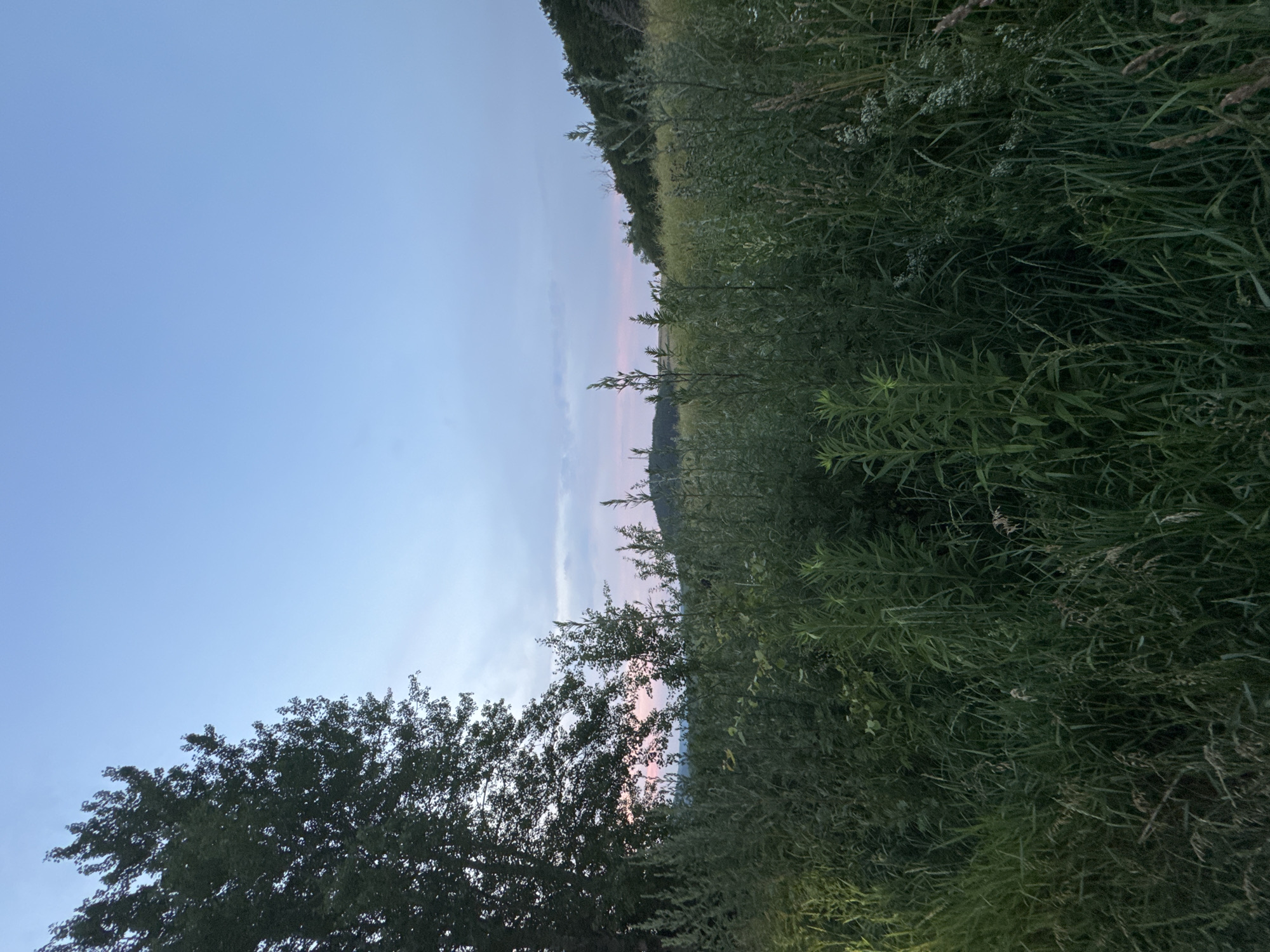 The image depicts a natural landscape scene, likely taken in the village of Pavliv, Ukraine, during twilight. In the foreground, dense, tall green grass and various wild plants create a textured, verdant barrier that occupies the lower portion of the frame. To the left, a large, dark green tree with dense foliage stands prominently, its branches extending upwards and to the right.
Beyond the immediate foliage, the middle ground reveals a field of lighter green vegetation, interspersed with the darker, taller plants. In the distance, rolling hills are visible, covered with trees and vegetation. The sky above is a clear, pale blue, transitioning to a softer pinkish hue near the horizon, suggesting the fading light of sunset or the early dawn. A few wispy clouds are present in the sky. The overall impression is one of a serene, rural environment at dusk. There are no people or animals visible in the scene.