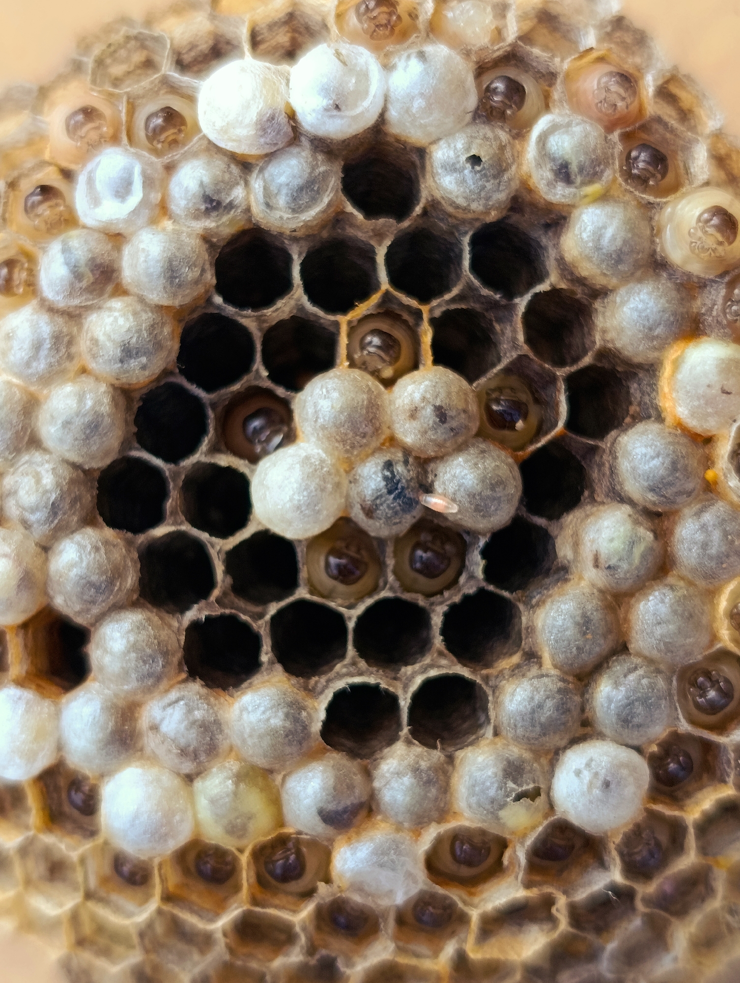 The image is a close-up, macro photograph of a wasp nest, likely located in Shiroko Pole, Bulgaria, given the prompt's context. The nest is composed of hexagonal cells, characteristic of a beehive or wasp nest structure. Within many of these cells, one can observe developing larvae or pupae, appearing as small, dark, comma-shaped forms within translucent cocoons. Some cells are empty and appear as dark openings. The cocoons themselves vary in color from opaque white to translucent gray and yellowish hues, with some showing signs of development or transition. The overall texture is organic and intricate, with a focus on the fine details of the nest's construction and its inhabitants. There are no humans or animals visible besides the developing insects within the nest. The background is softly blurred, suggesting an outdoor environment, likely natural.