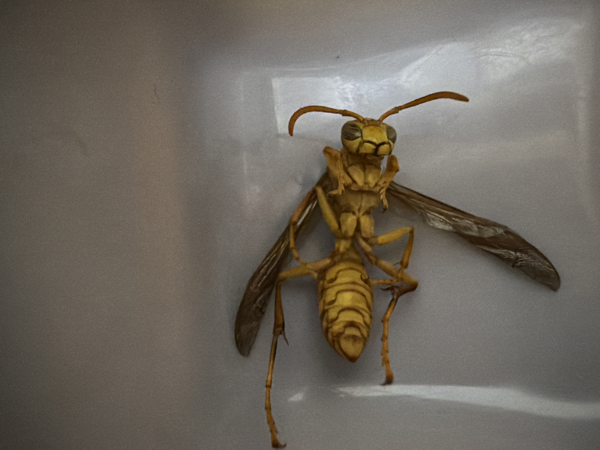 The image shows a dead yellow wasp lying on a white surface. The wasp is positioned upside down, with its wings spread out. Its body is segmented and yellow with darker brown markings. The wasp's legs and antennae are clearly visible. The white surface appears to be a container or a flat surface with some light reflection. The image is taken from a top-down perspective. There is no indication of the location being in Chirchik, Uzbekistan.
