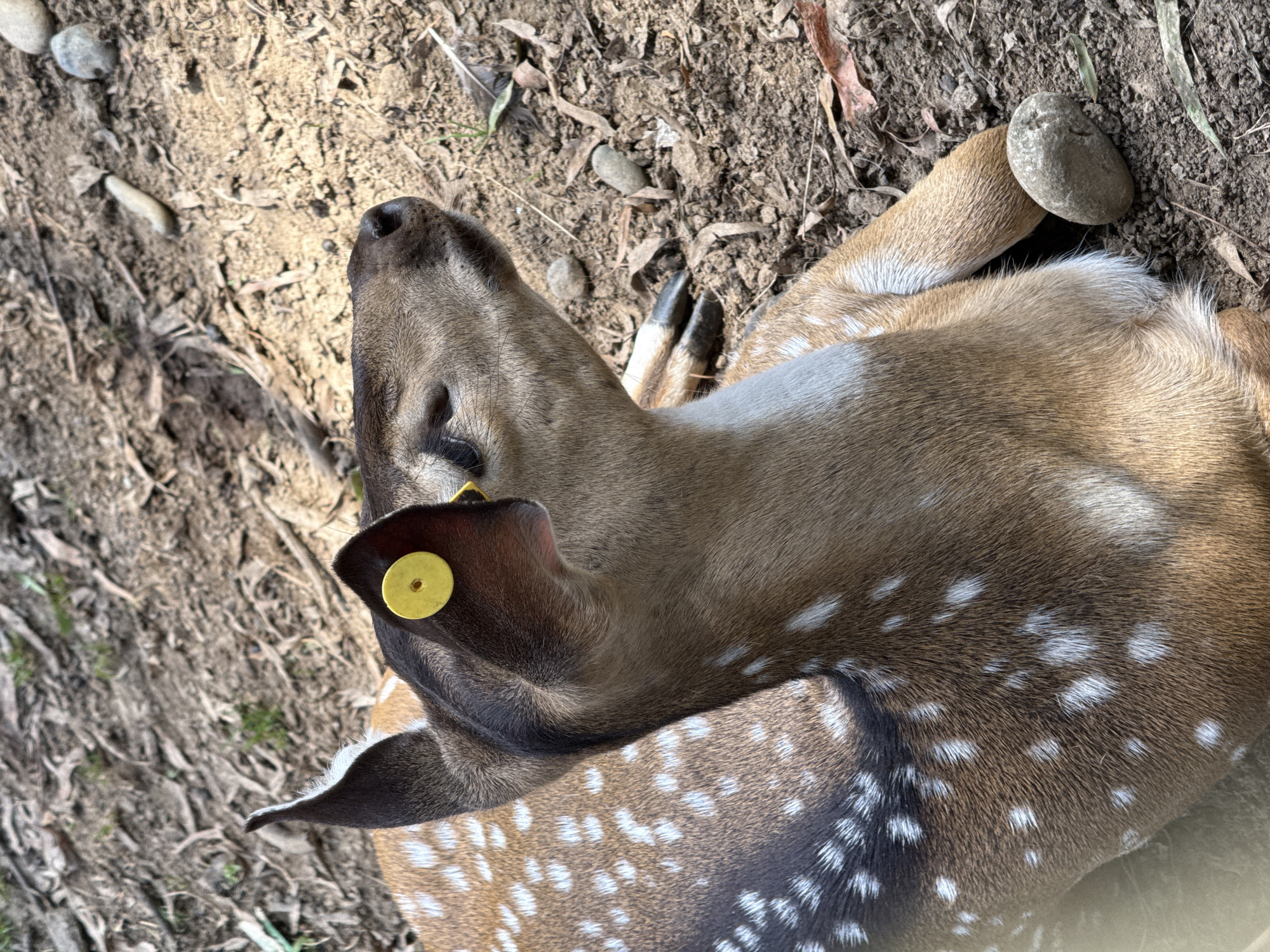 A spotted deer lies on the ground in a wooded area, with its head turned to the right. The deer has a yellow tag in its ear. The ground is covered with dirt, leaves, and small rocks. The lighting suggests it is daytime, with shadows indicating sunlight filtering through trees. The deer appears to be resting or possibly injured. The image is taken from a slightly elevated angle, looking down at the deer.
