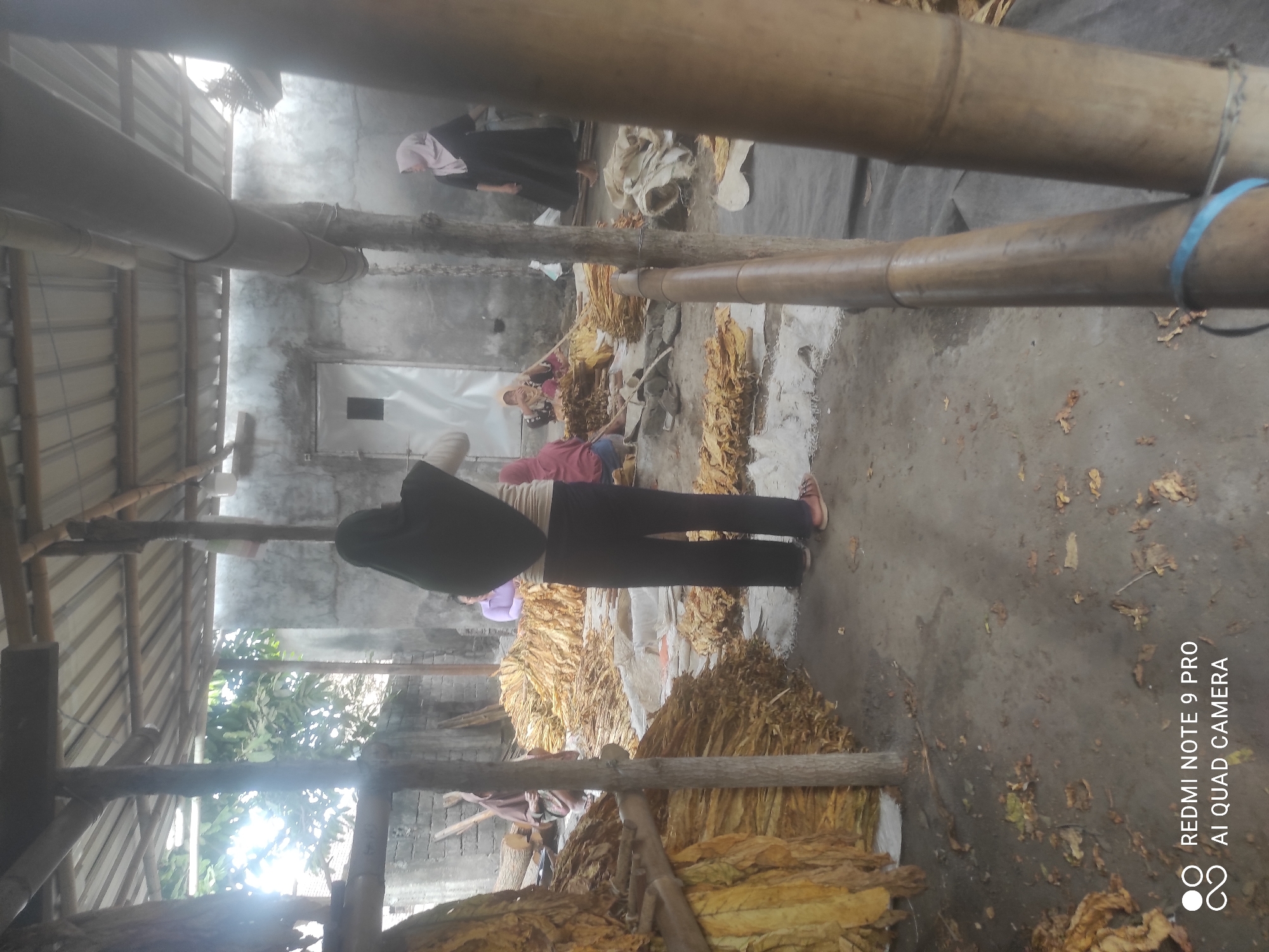 In Sakra, Indonesia, a group of people are working in an open-air tobacco drying facility. Large piles of dried tobacco leaves are stacked on the ground, some covered with white tarps. In the foreground, a person wearing a dark hijab and black pants stands facing away from the camera, with their back to a large pile of tobacco. To the left, several other individuals, including women in headscarves, are engaged in activities related to processing the tobacco. The environment appears to be a rural or semi-industrial area, with a concrete floor, a corrugated metal roof supported by wooden poles, and walls made of rough concrete blocks. Sunlight streams in from the left, illuminating the scene.