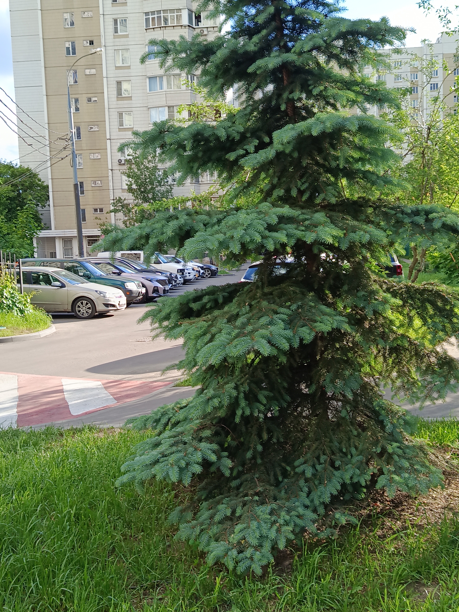 The image depicts an evergreen tree in a grassy area next to a paved road with a red and white crosswalk. A row of parked cars lines the road behind the tree. In the background, a large apartment building is visible. The scene appears to be set in a residential area of Moscow, Russia, given the architectural style of the buildings and the presence of typical urban infrastructure.