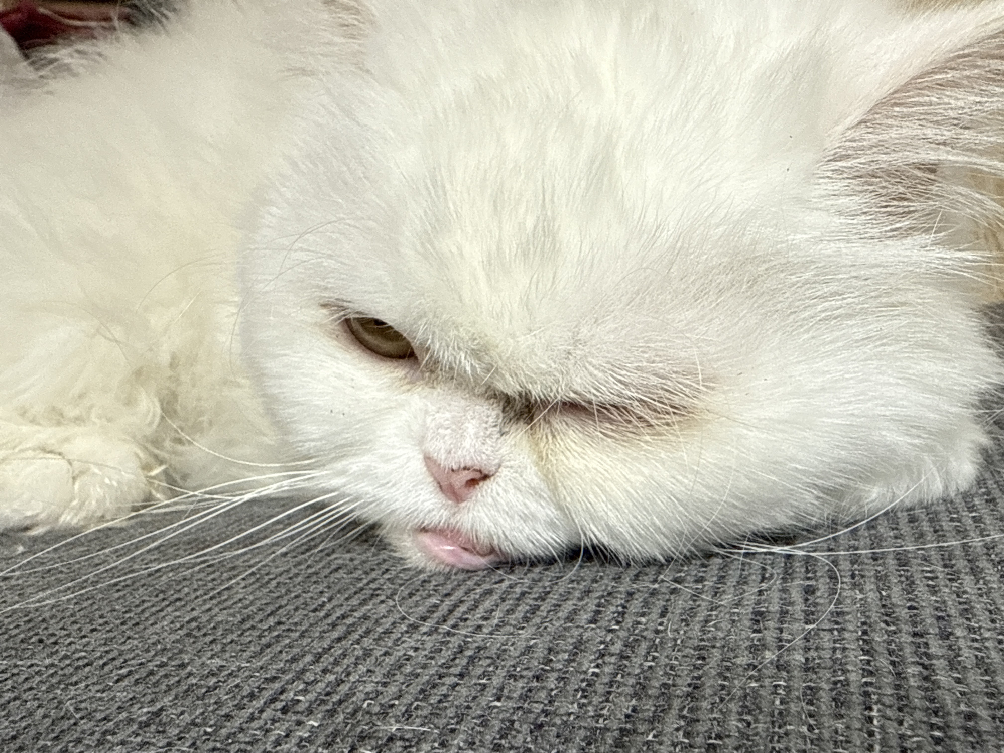 A white Persian cat is lying on a grey, textured surface. The cat is mostly white with subtle tan markings. Its right eye is open, appearing brown. The left eye is partially closed. The cat's pink nose and partially visible pink tongue are touching the grey surface. Long white whiskers are visible. There are no people present.
The image does not appear to be located in Burgas, Bulgaria.