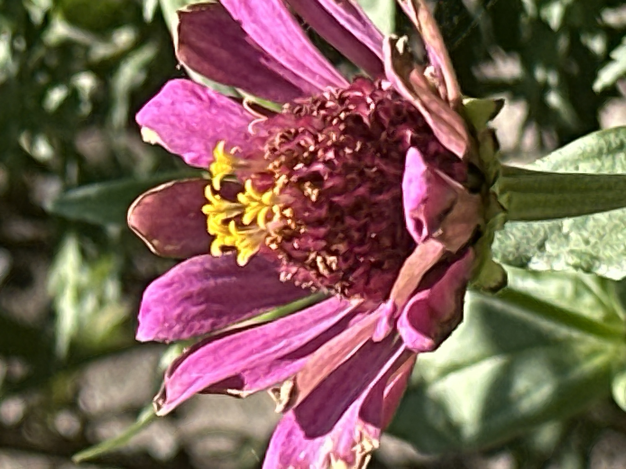A close-up, vertical, eye-level shot focuses on a vibrant pink zinnia flower in full bloom. The flower's center is a deep maroon, with delicate yellow stamen reaching upwards. Its petals, a rich fuchsia, are slightly curled and show signs of natural wear. The background is a soft blur of green foliage, suggesting an outdoor garden setting. The lighting appears natural, possibly sunlight, highlighting the textures and colors of the flower. The image is devoid of any human presence or interaction, focusing solely on the intricate details of the bloom. The overall impression is one of natural beauty and a quiet, serene moment captured in detail.