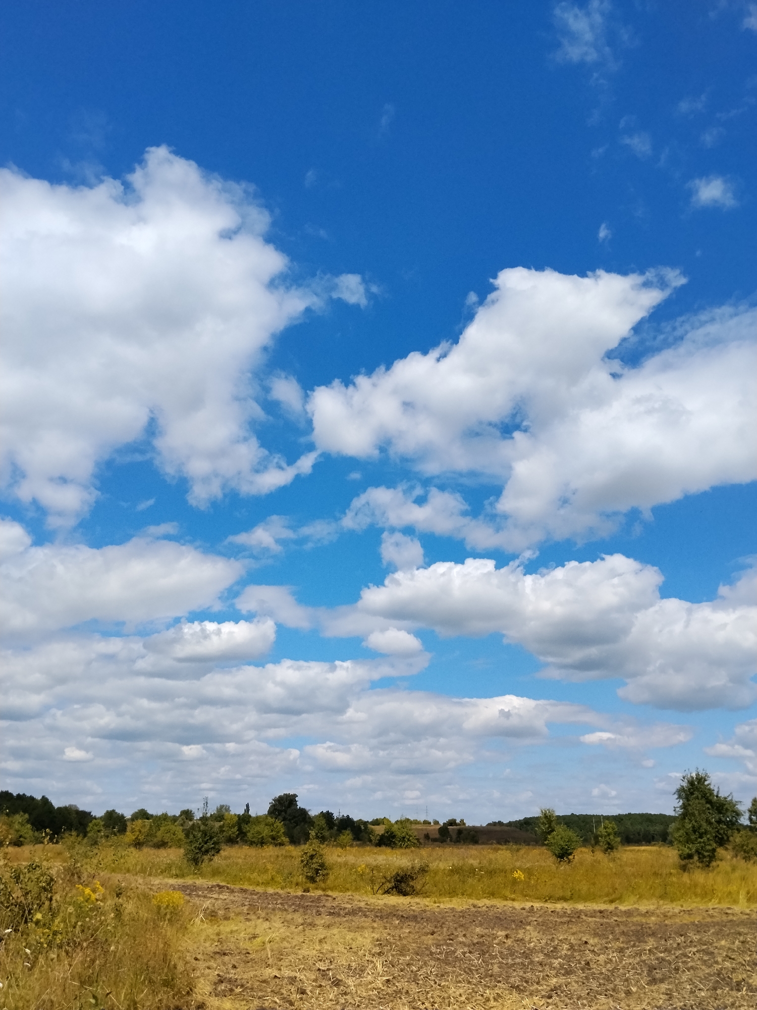 This is a vertical, eye-level, outdoor photograph of a rural landscape on a sunny day. The sky occupies the upper two-thirds of the frame and is a vivid blue, dotted with numerous fluffy white cumulus clouds of varying sizes and densities. The lower third of the image depicts a field divided into sections of dry, yellowed grass and dark, tilled earth. A line of green trees forms a dense, irregular border across the horizon, behind which is a faint, rolling hills and more distant vegetation. The overall impression is one of a pastoral scene in Ustyvytsya, Ukraine, with no people or specific man-made structures immediately visible in the foreground or mid-ground.