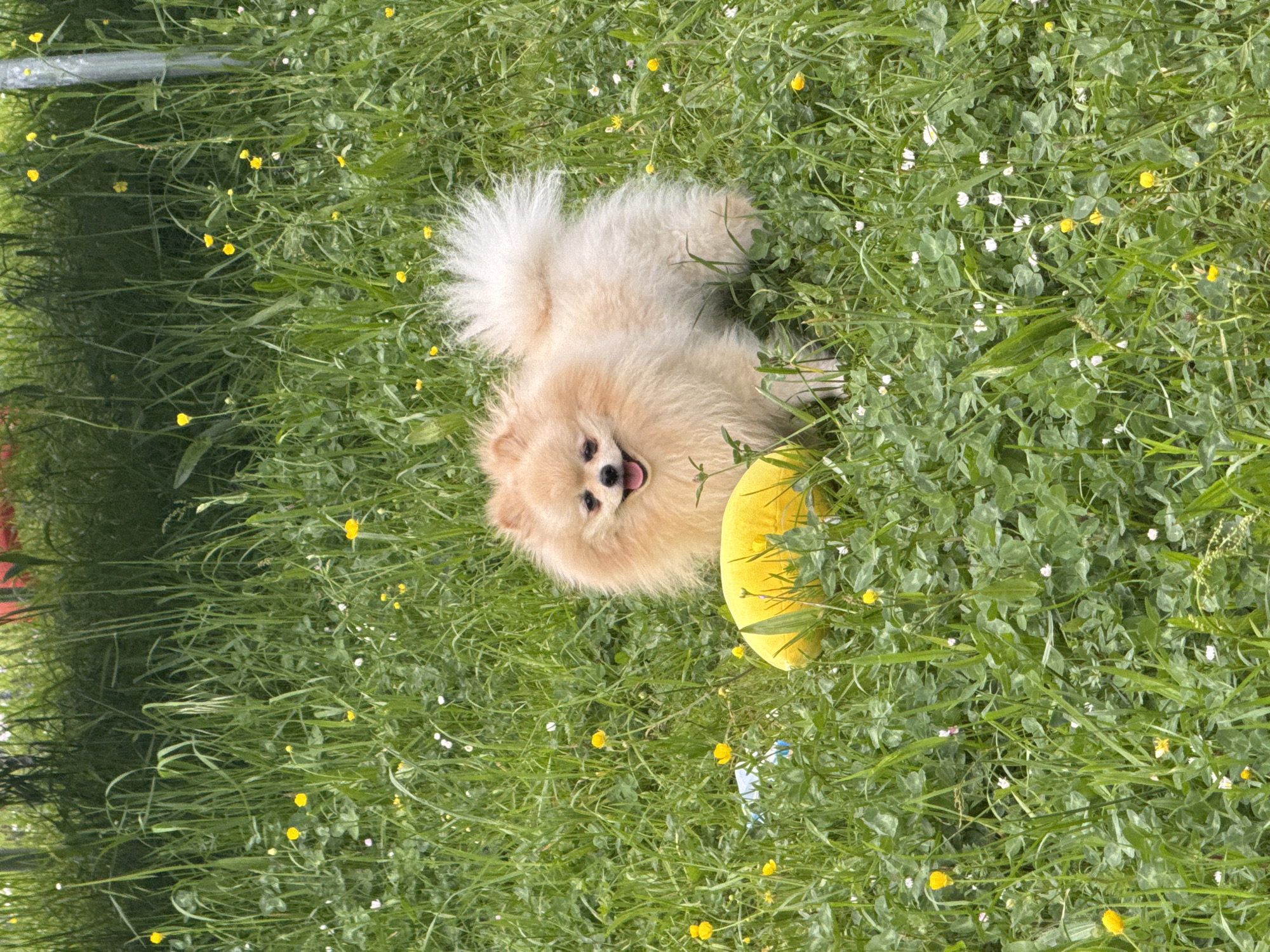 A fluffy, light cream-colored Pomeranian dog is captured in a vibrant green grassy field. The dog is resting on its stomach, looking towards the viewer with a cheerful expression, its mouth slightly open with its tongue partially visible. Its dark eyes convey a sense of happiness and contentment.
Beside the dog's head, partially concealed by the foliage, is a bright yellow toy, possibly a frisbee or a ring. The field is rich with lush green grass, interspersed with numerous small yellow wildflowers, likely buttercups, and tiny white flowers, possibly clover or daisies, along with distinct clover leaves.
The bright, natural lighting suggests it is daytime, likely a sunny and pleasant day, creating an idyllic outdoor setting. The overall mood conveyed is one of joy and relaxation. No specific location identifiers are visible within the image, but the provided context places the scene in Bietigheim-Bissingen, Germany. There is no visible text.