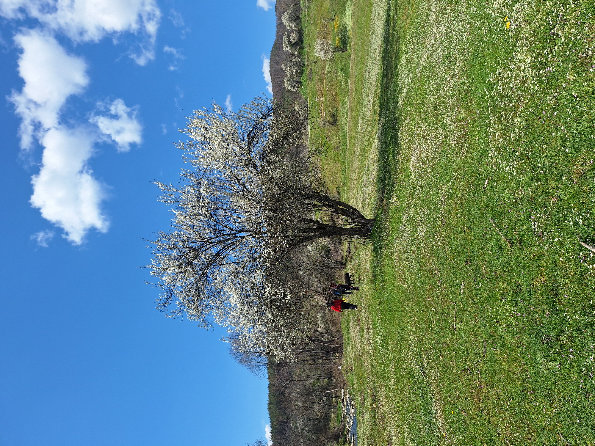 A bright, daytime shot captures a scene in Panagyurishte, Bulgaria. A blossoming tree stands prominently in a green field dotted with white flowers. Beneath the tree, a group of people gathers, with one person wearing a red jacket. The sky is a vibrant blue with scattered white clouds. In the background, a tree-covered hillside ascends. At the bottom left, glimpses of a river with a stone embankment are visible.